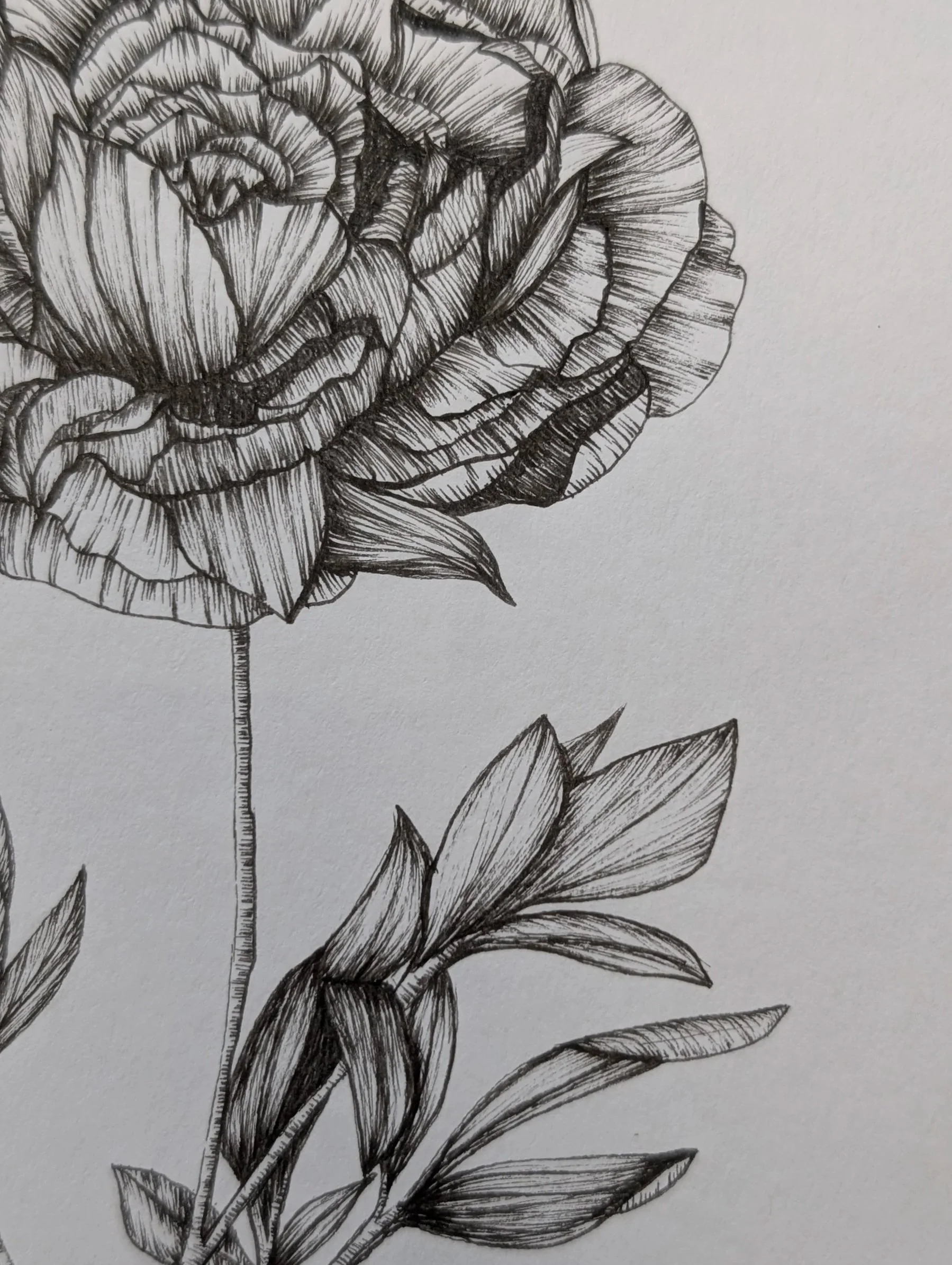 rose+zoom.jpg