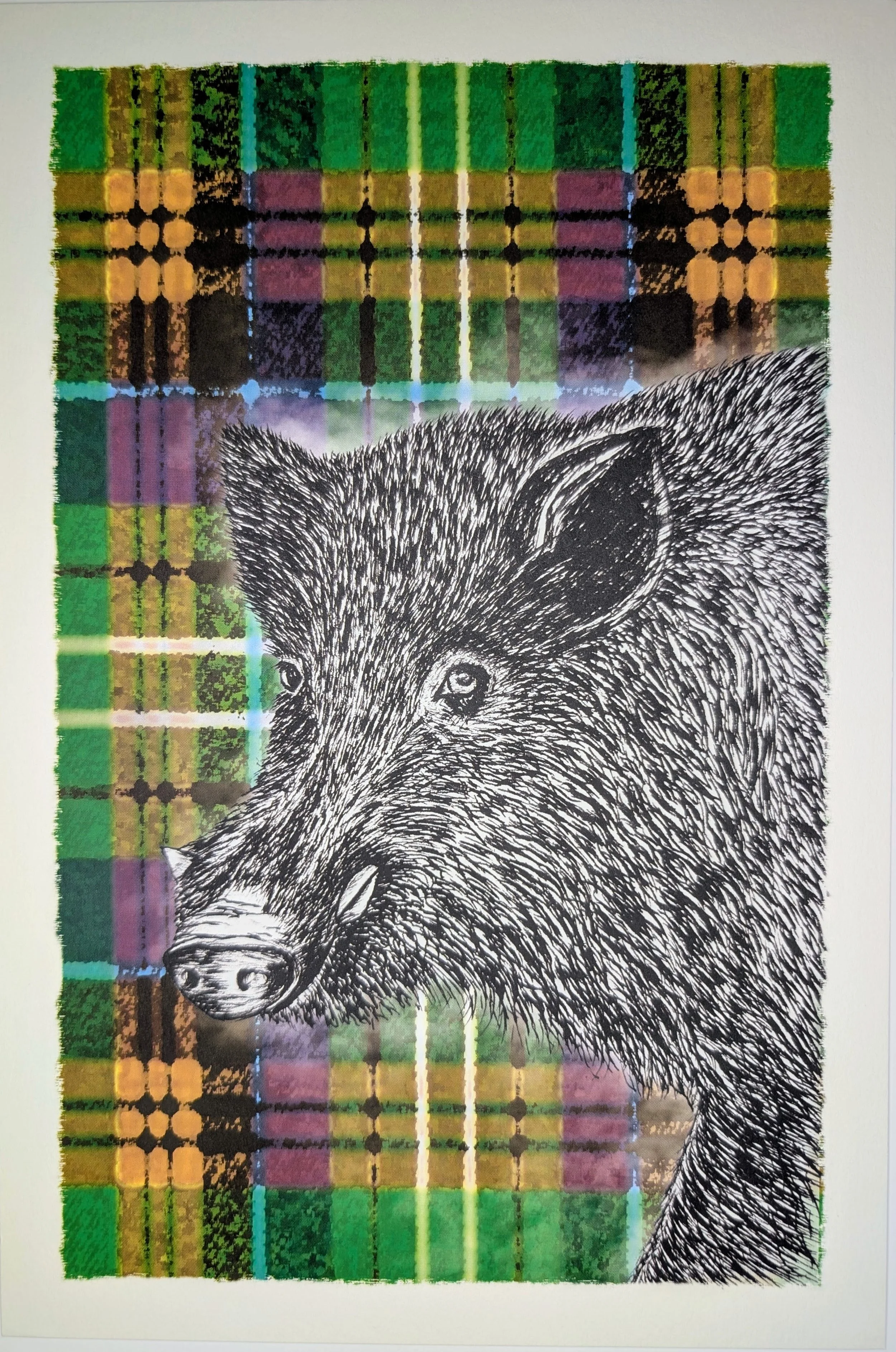 Sanglier sur tartan