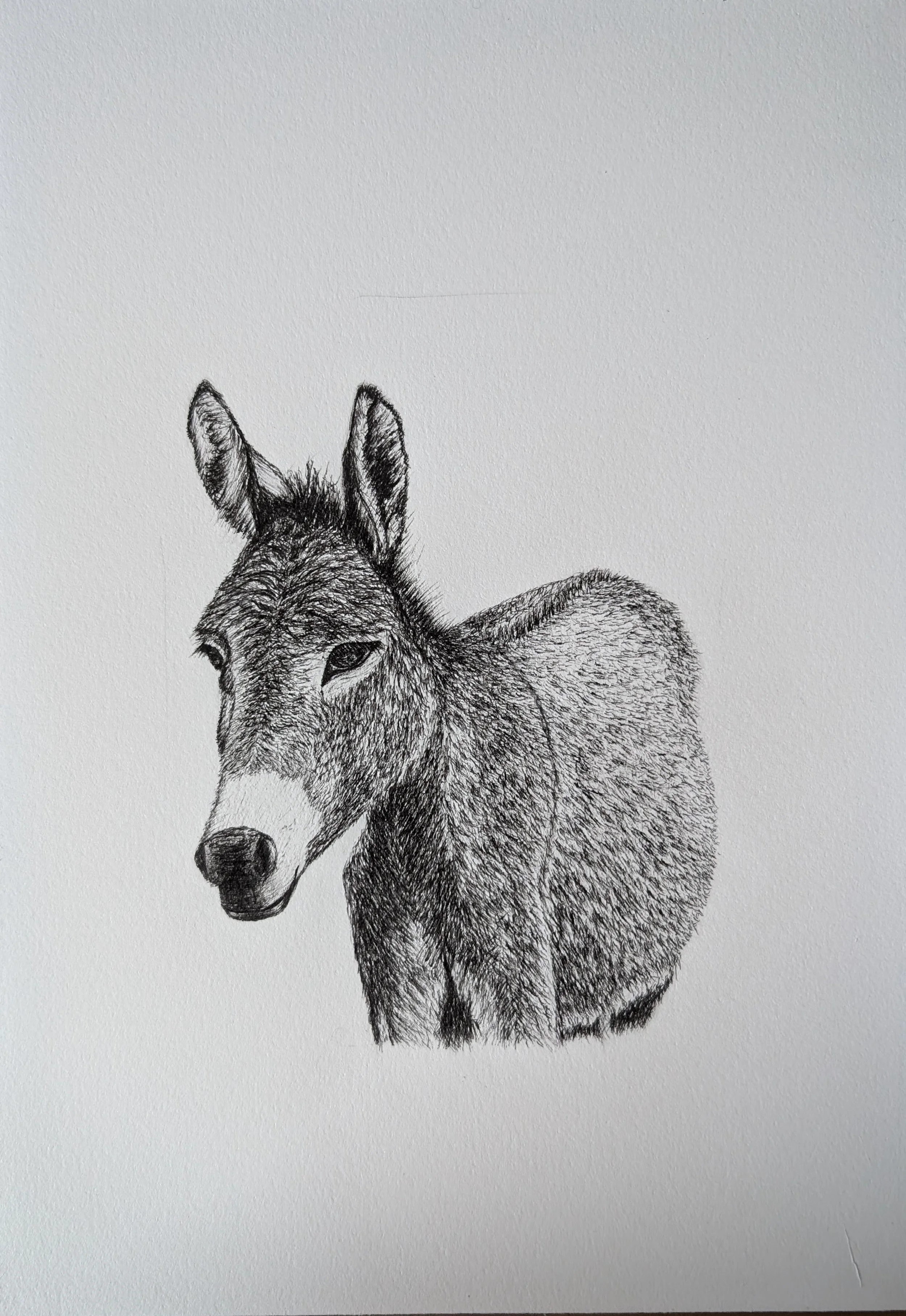 Âne - original