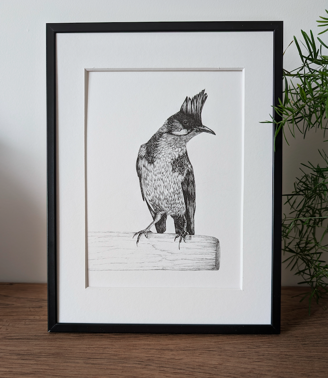 Bulbul orphée