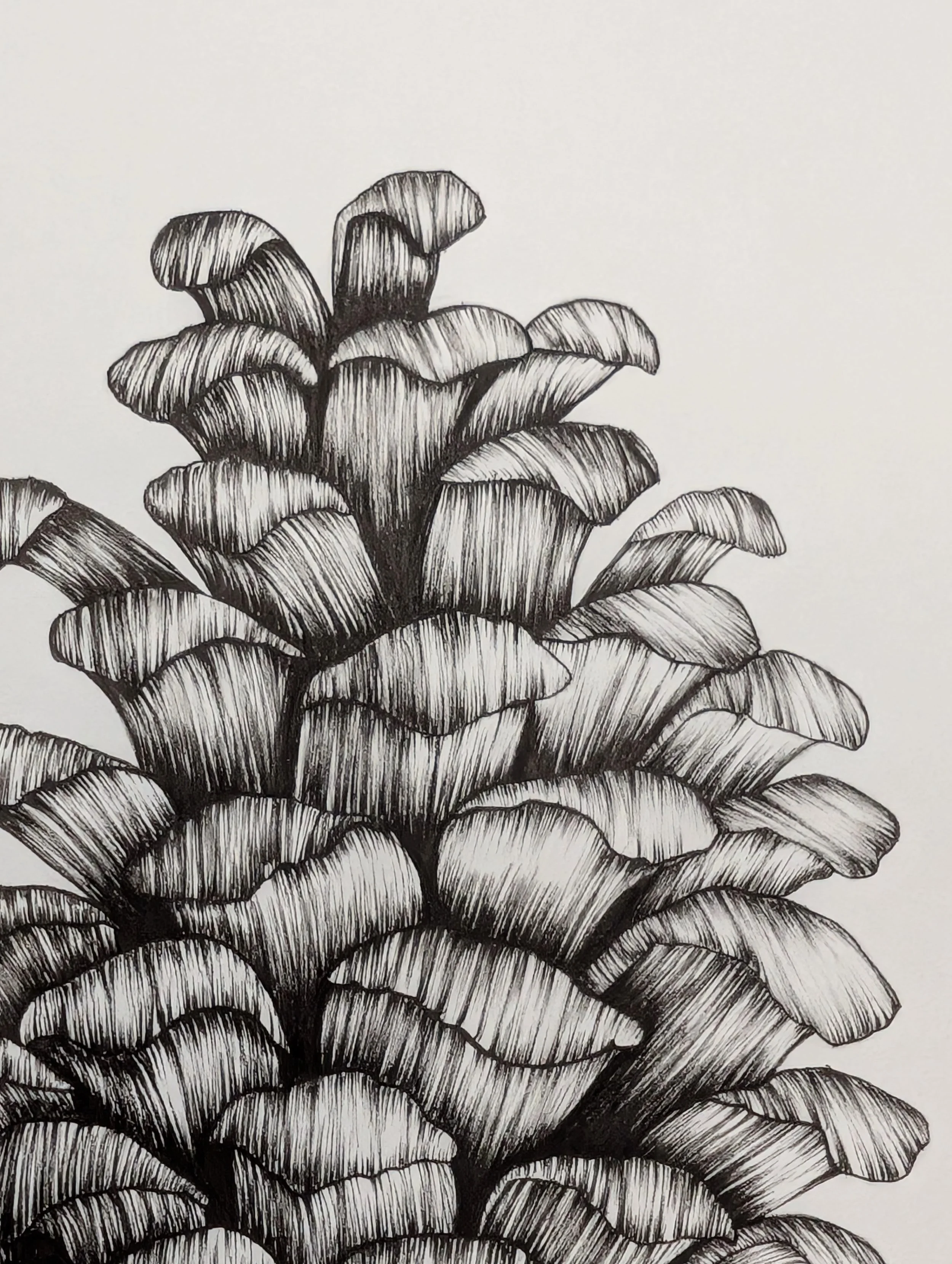 pomme de pin zoom.jpg