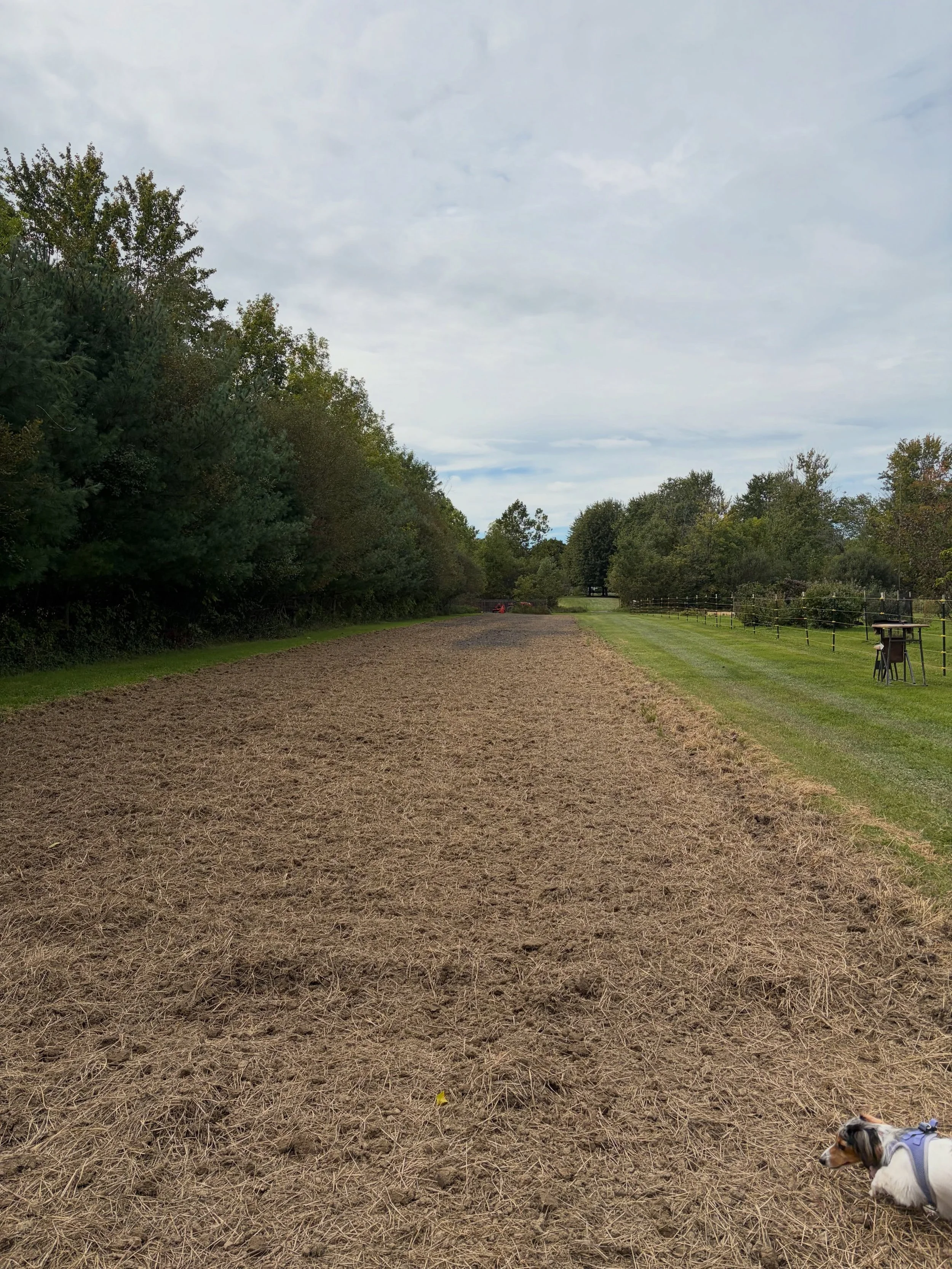 Something is growing at Bloodroot &amp; Bloom. 🌸

This fall, my family turned a 20 &times; 328 ft stretch of our property into a blank canvas &mdash; and in 2027, it&rsquo;s becoming our very own cut-flower field.

And there&rsquo;s a little family 
