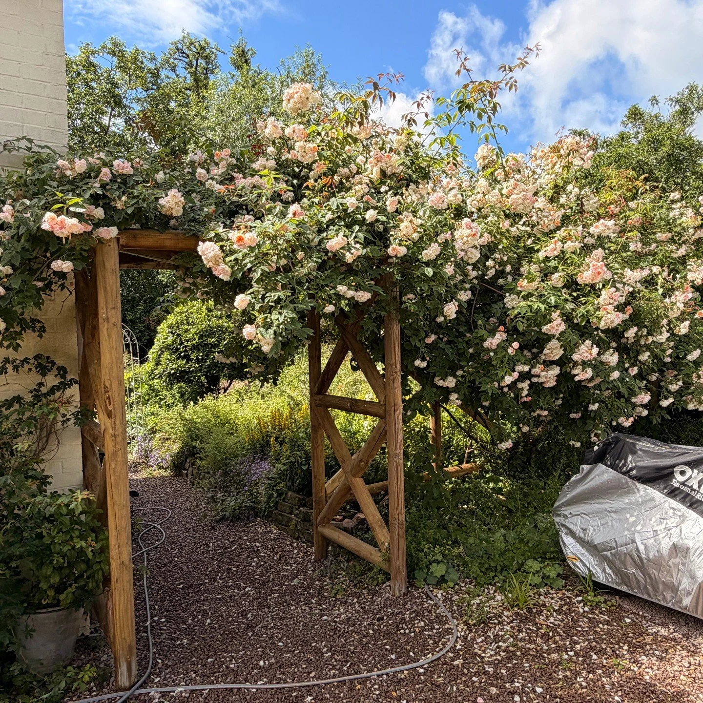 Just an update to show the rose in full bloom on the new arbour!

My client asked me to replace their old fence and posts which was holding up a mature and established rambling rose. They were looking for something that would hold the weight of the r