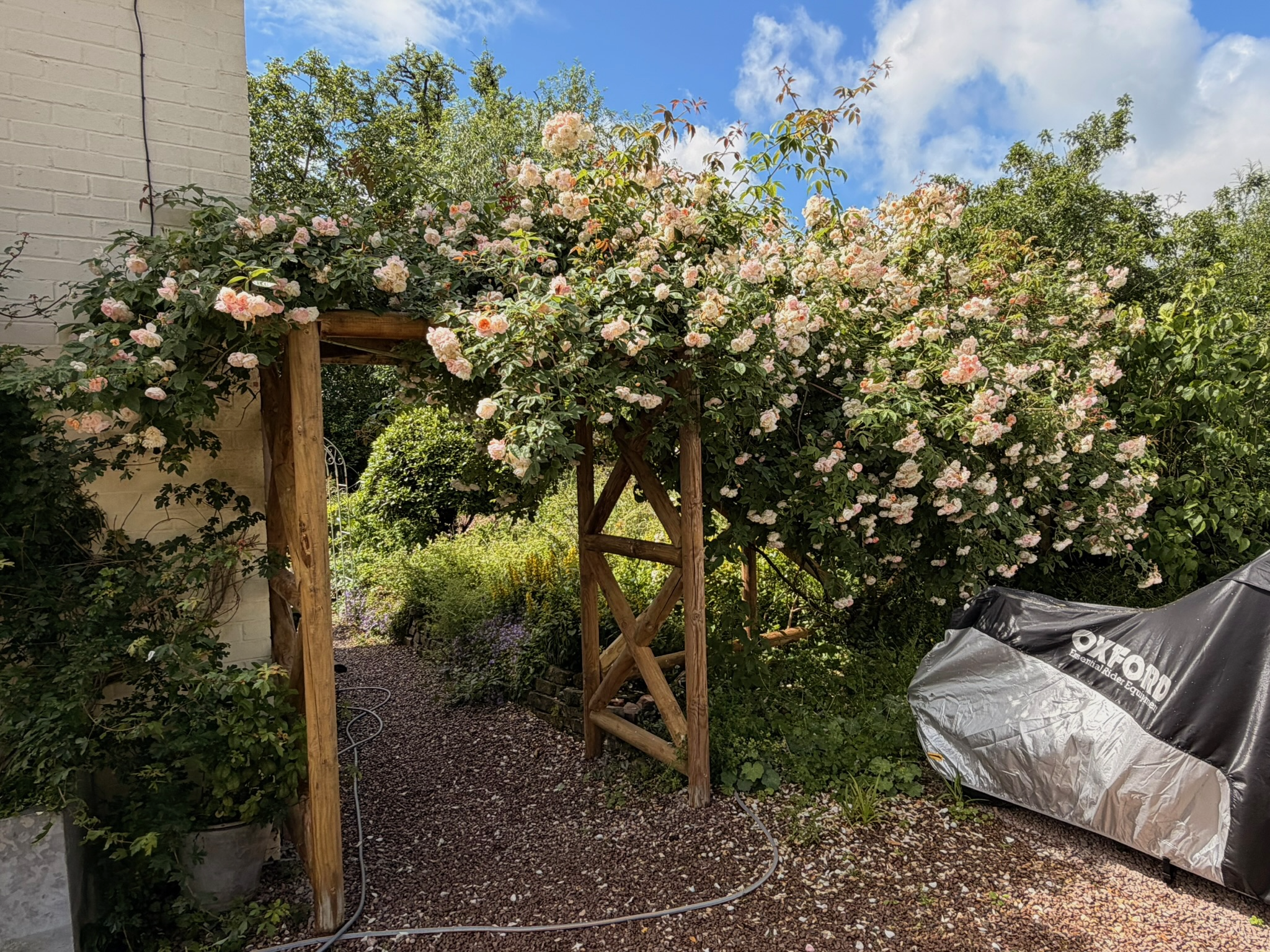 The mature rose in full bloom and woven into the arbour.
