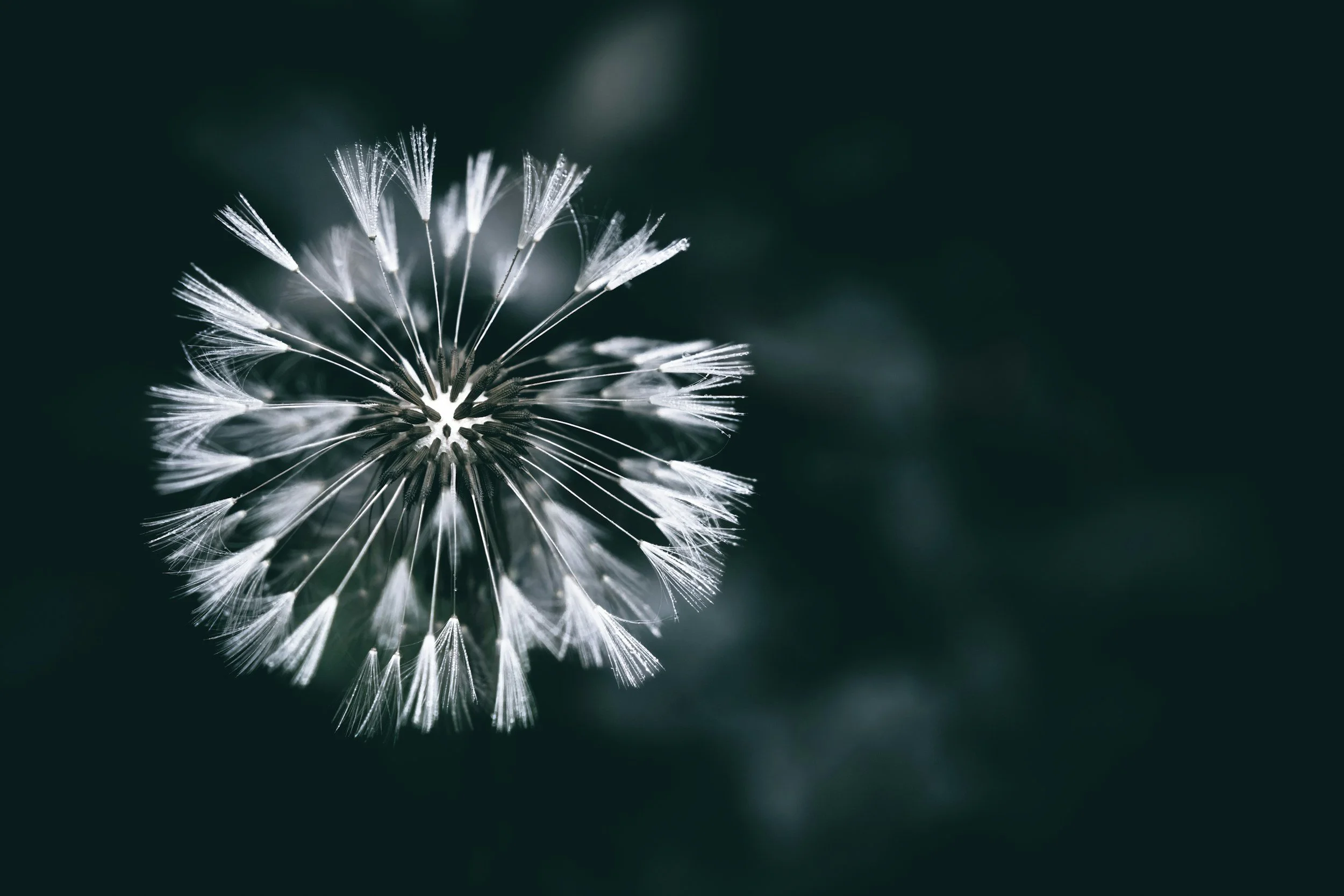 Close-up of a dandelion seed head against a dark blurred background.
