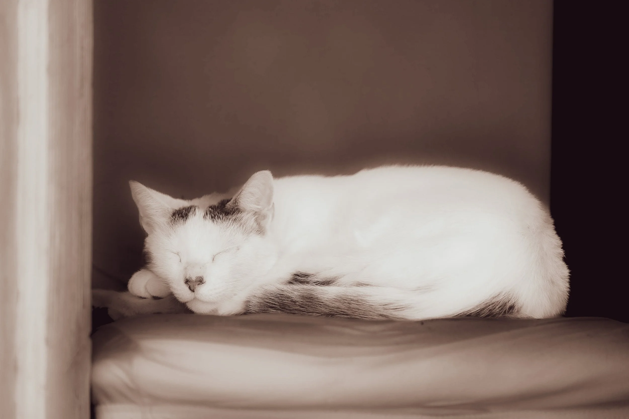 MASCOTAS (10 of 20).jpg