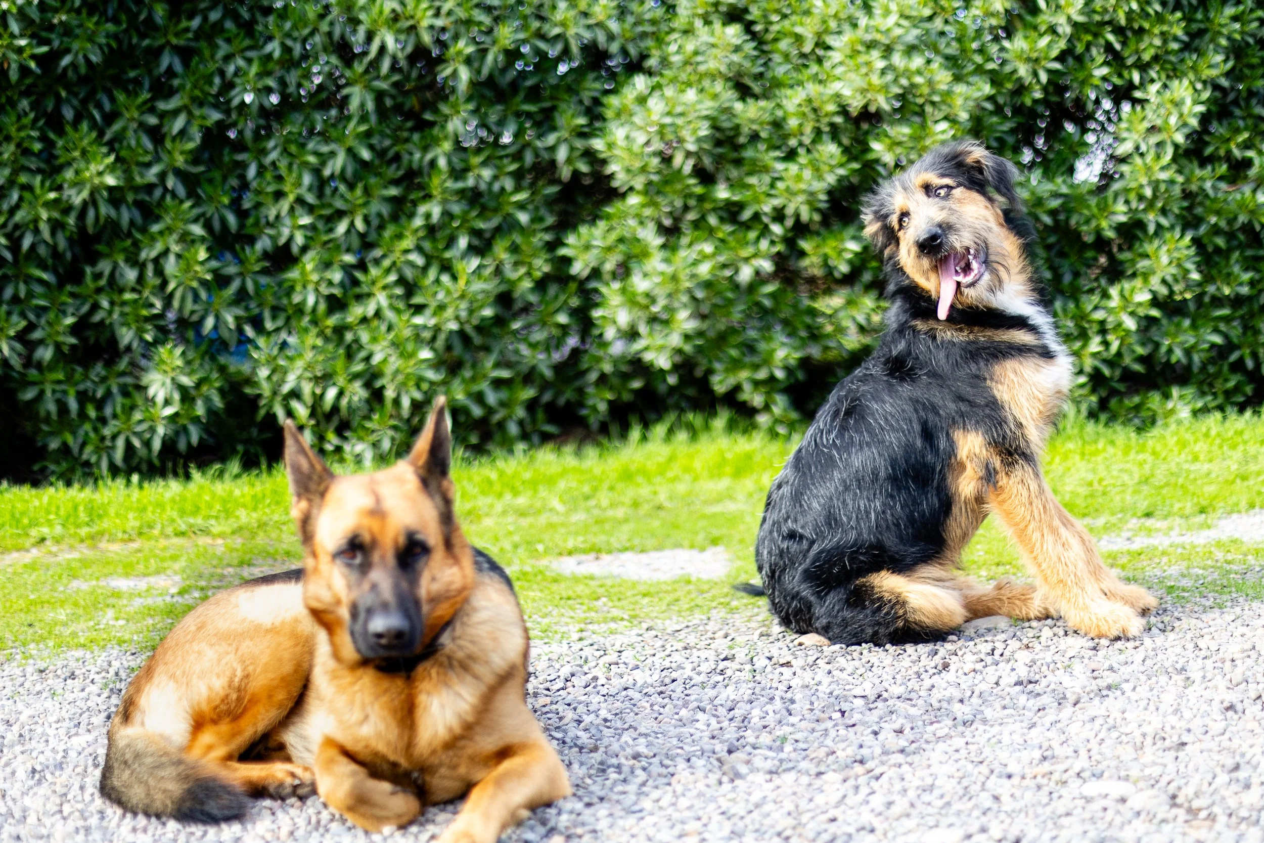 MASCOTAS (3 of 6).jpg