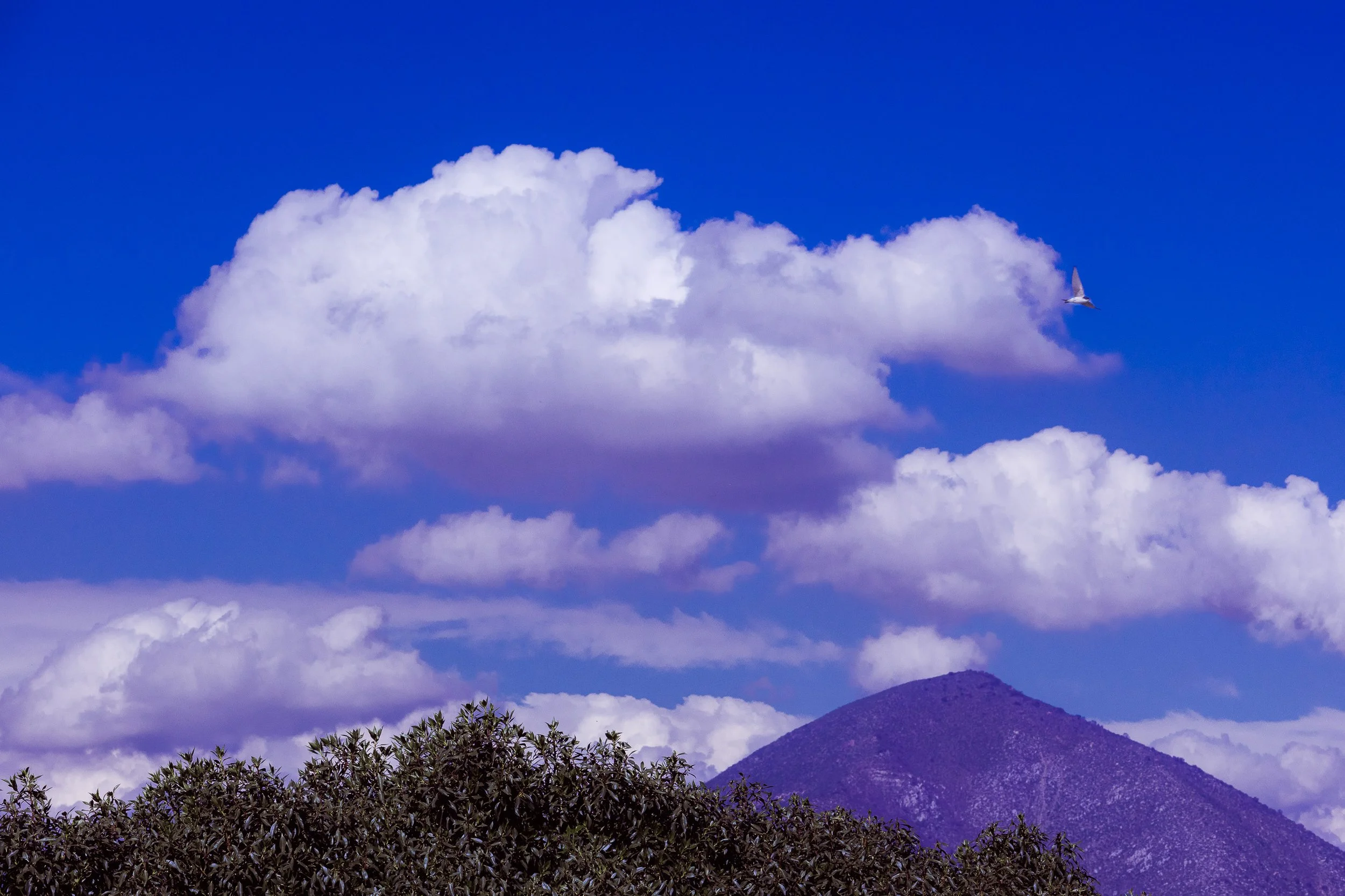 NATURALEZA (10 of 23).jpg