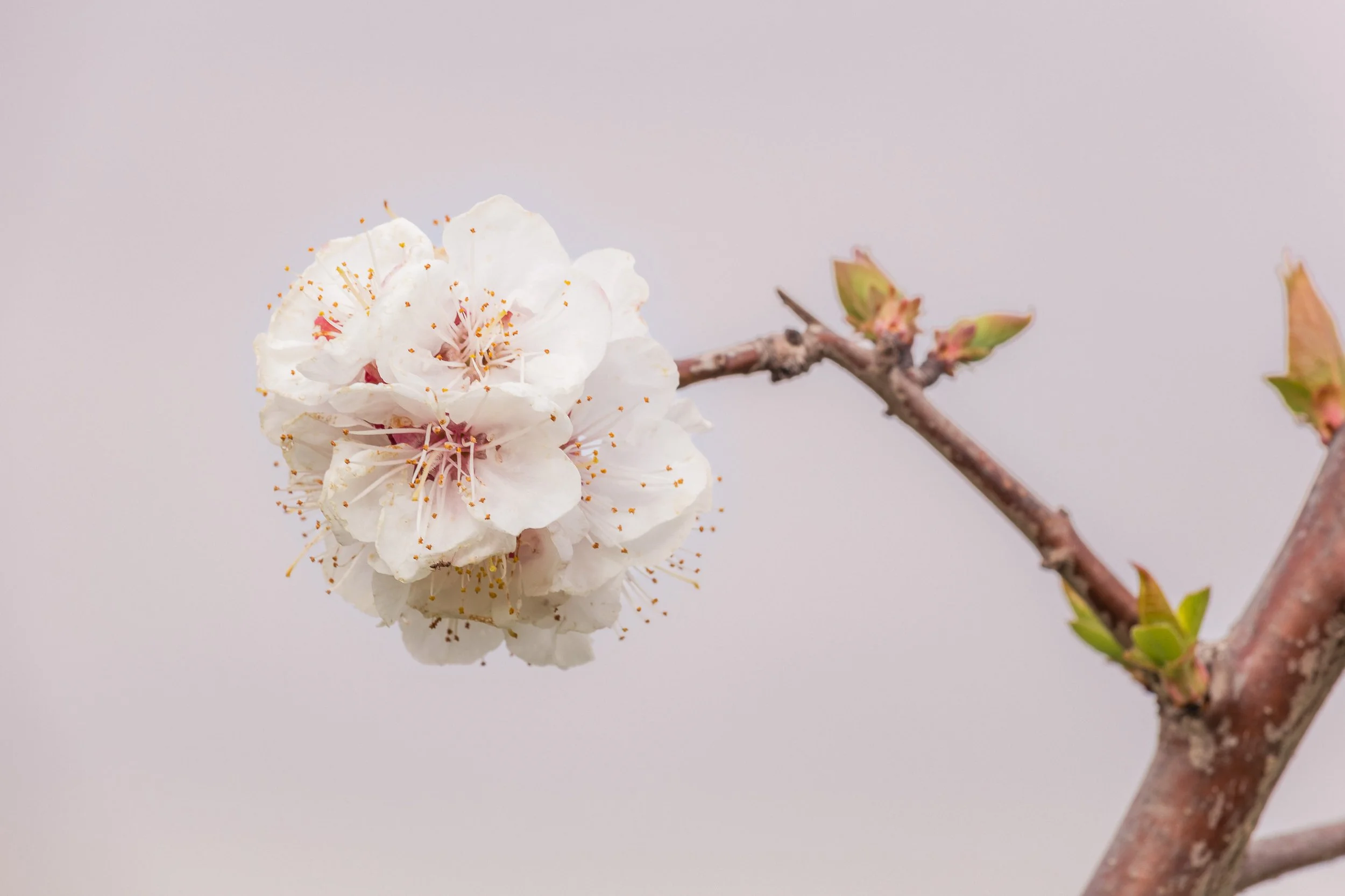 NATURALEZA (7 of 23).jpg