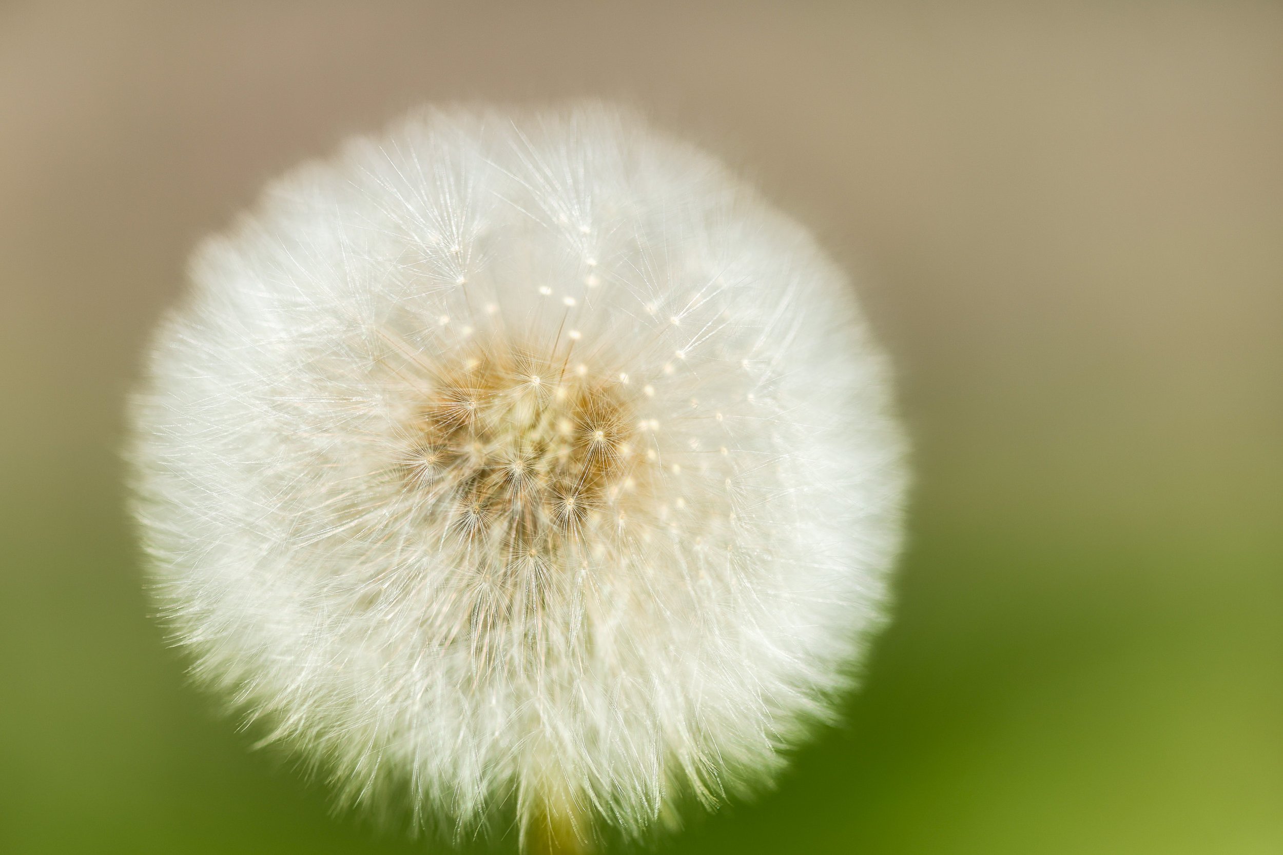 NATURALEZA (22 of 23).jpg