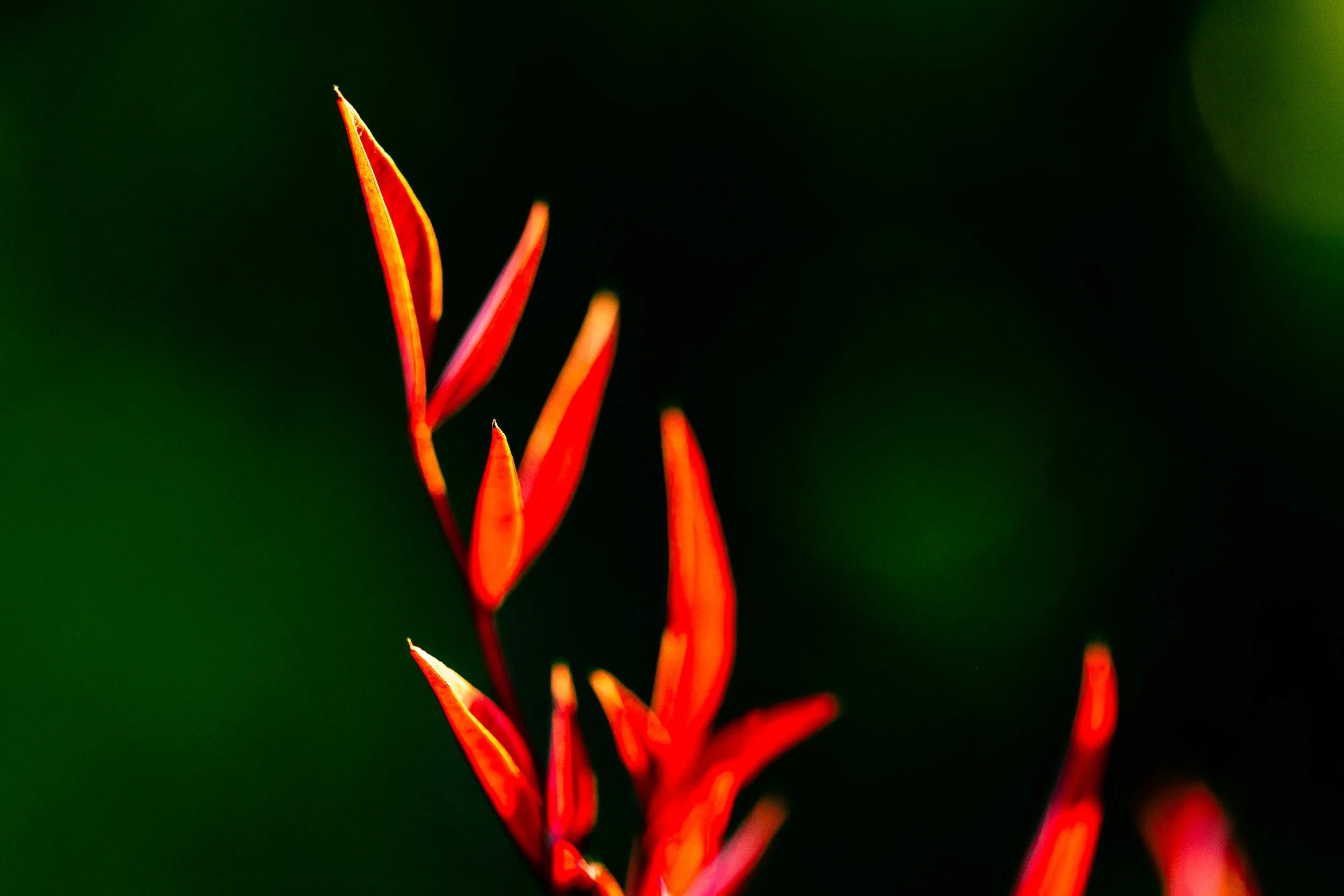 NATURALEZA (14 of 23).jpg