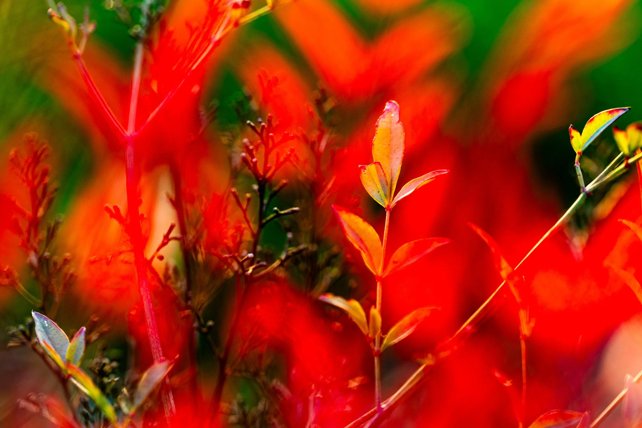 NATURALEZA (12 of 23).jpg