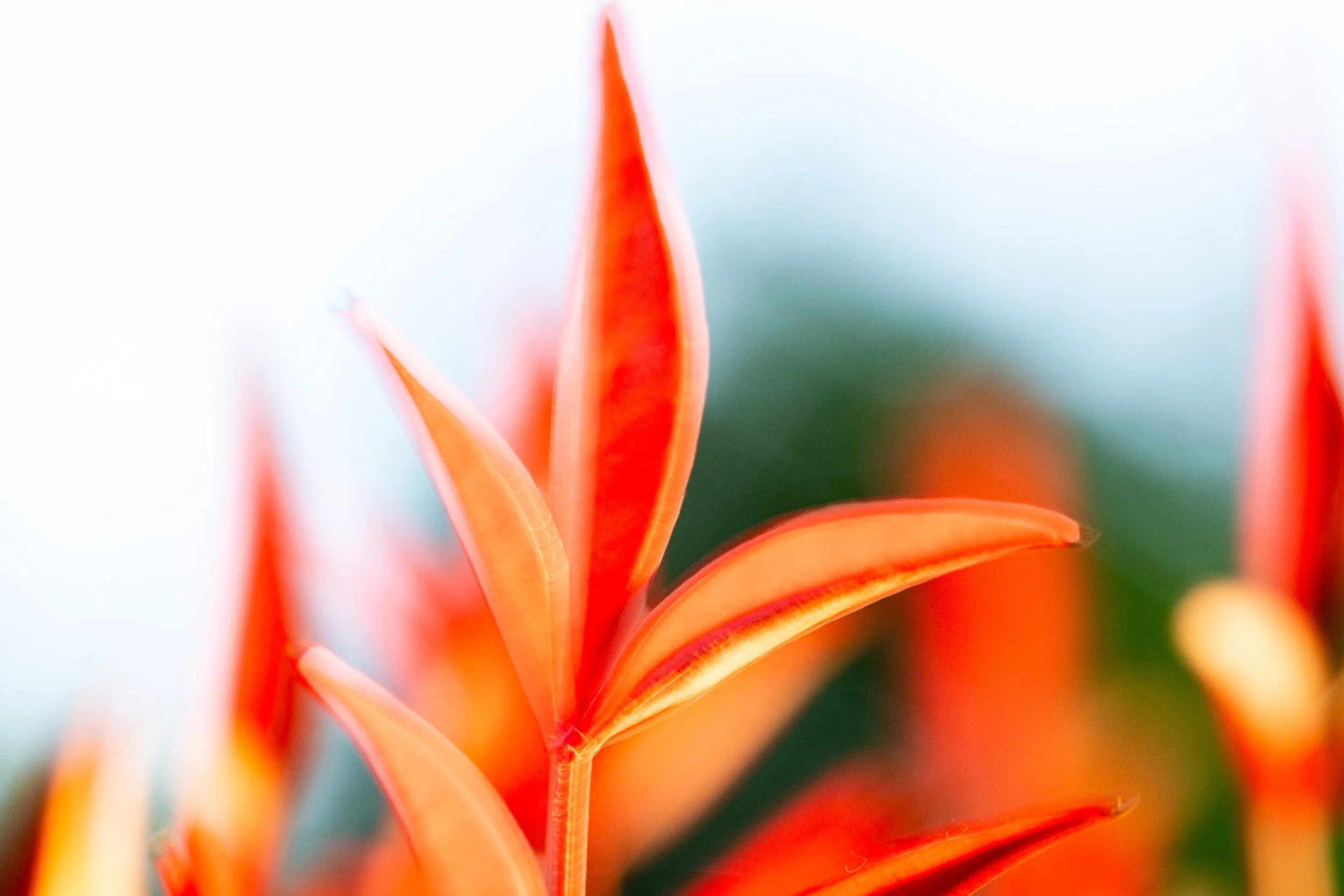 NATURALEZA (11 of 23).jpg