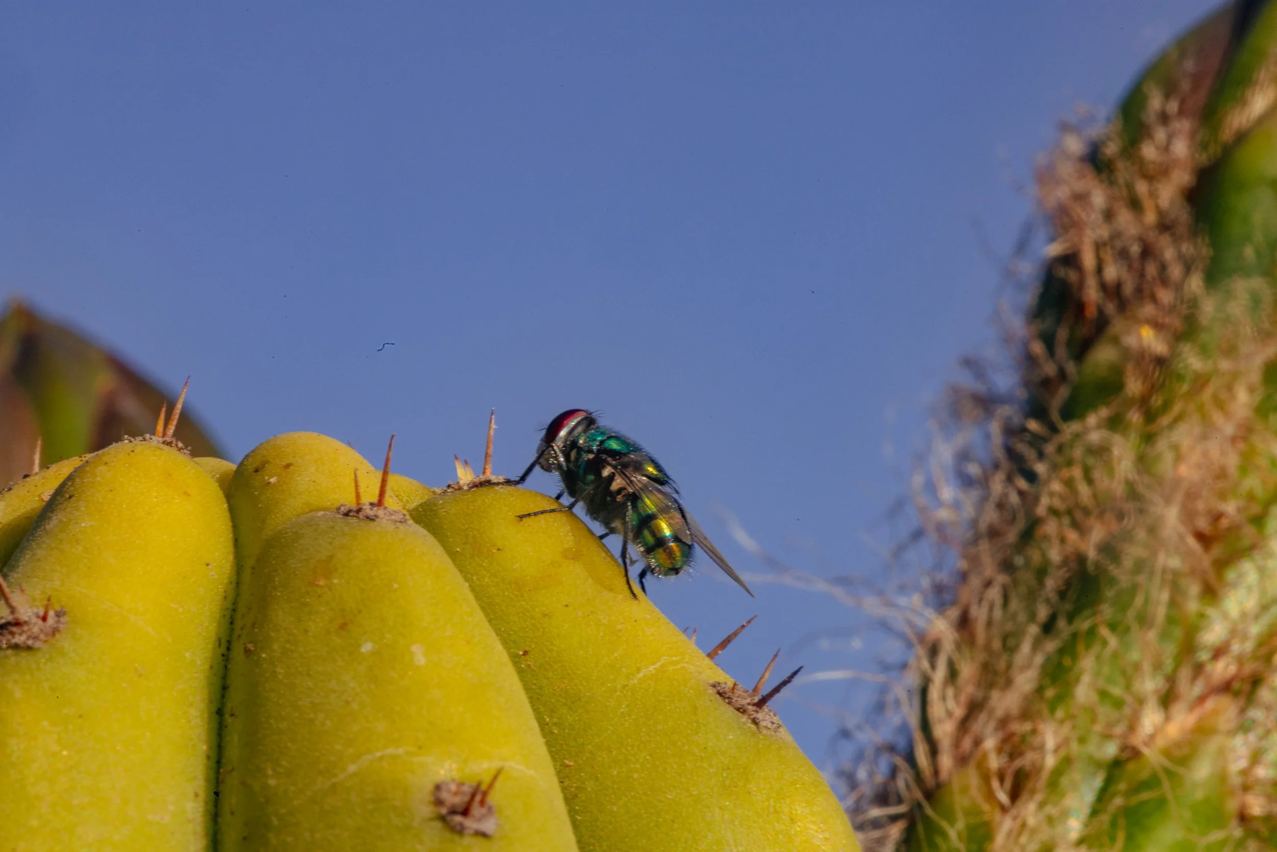 NATURALEZA (2 of 23).jpg