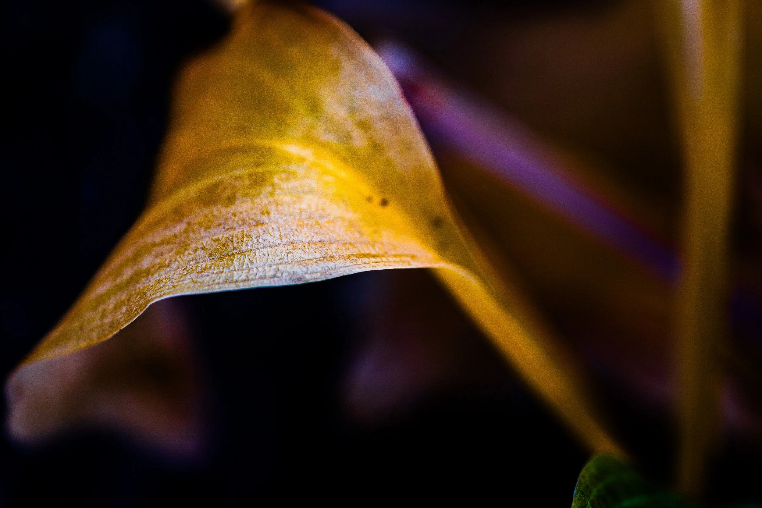 MACRO HOJA WINTER (1 of 1).jpg