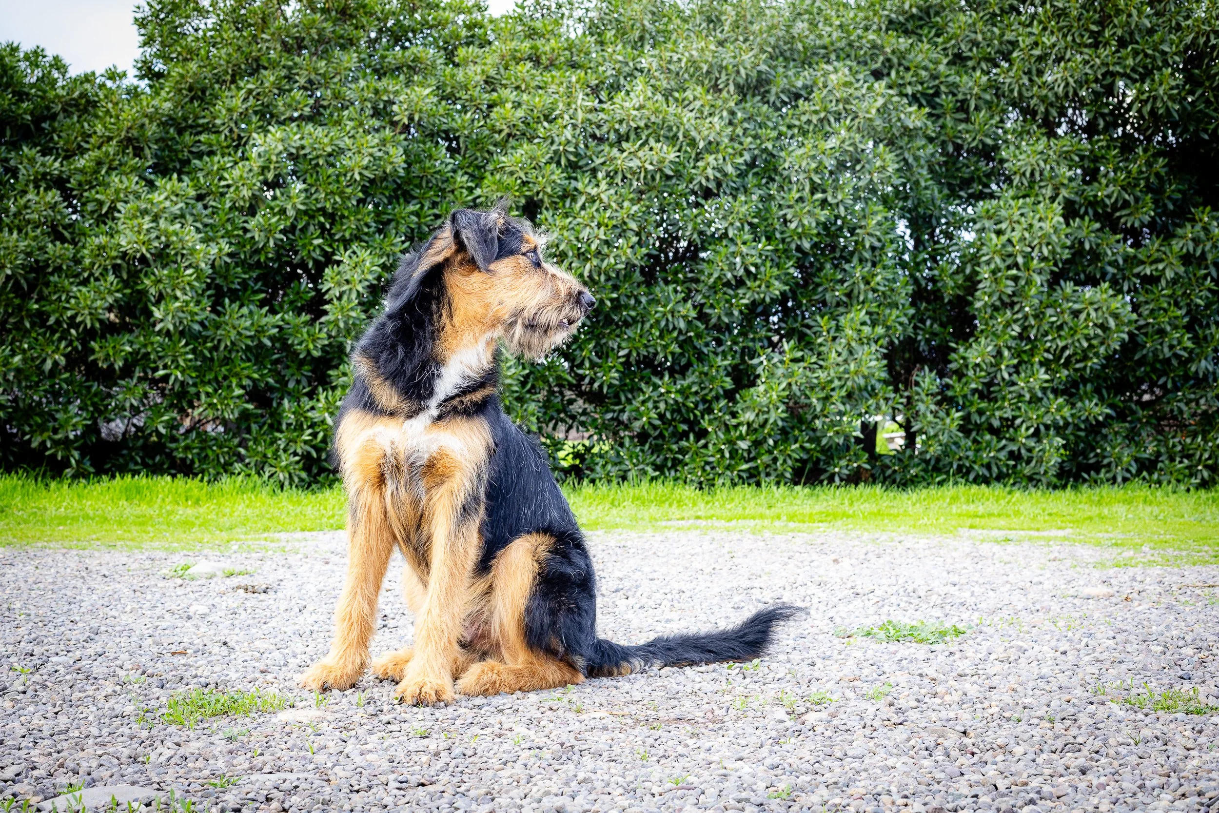 MASCOTAS (2 of 6).jpg