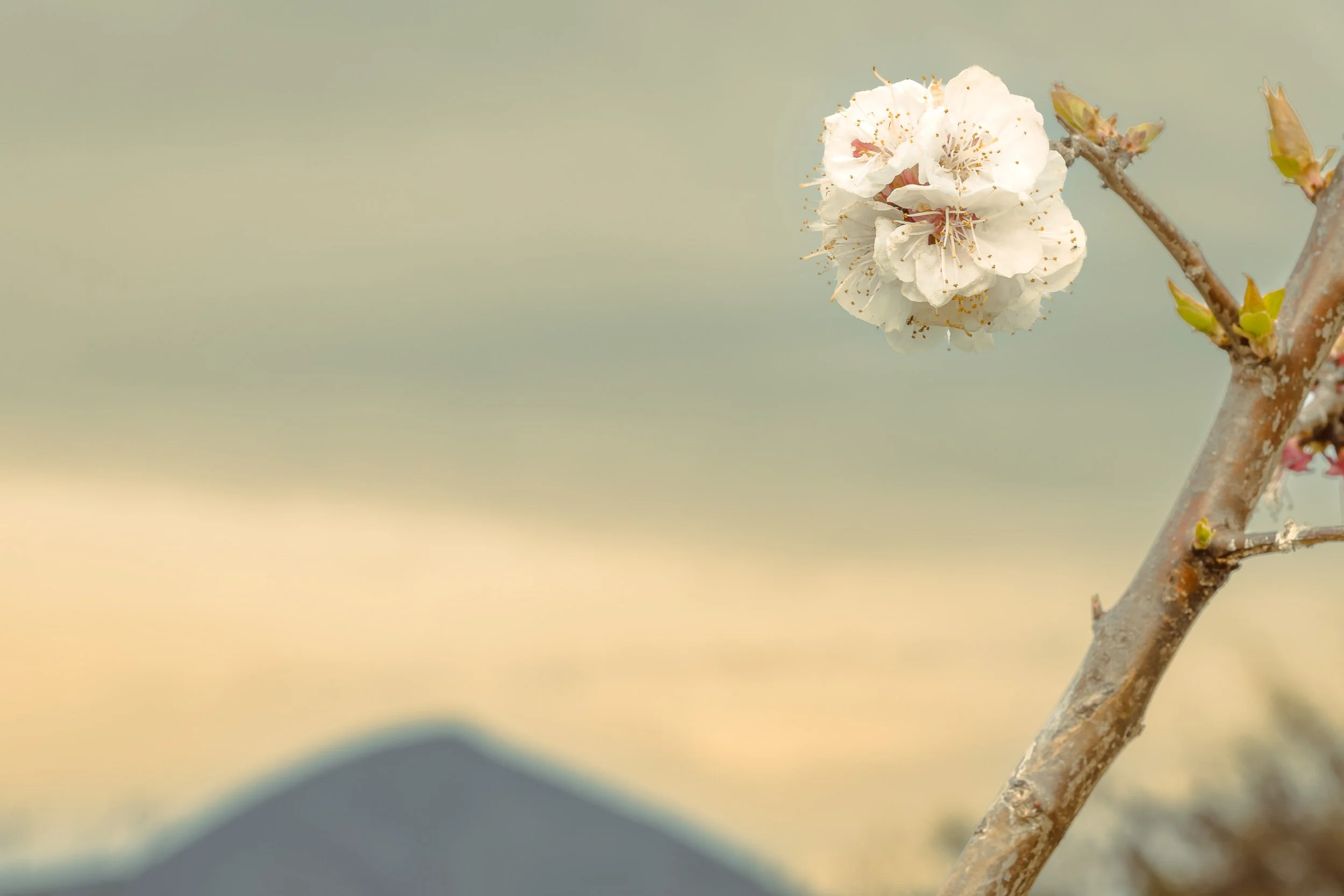 NATURALEZA (8 of 23).jpg