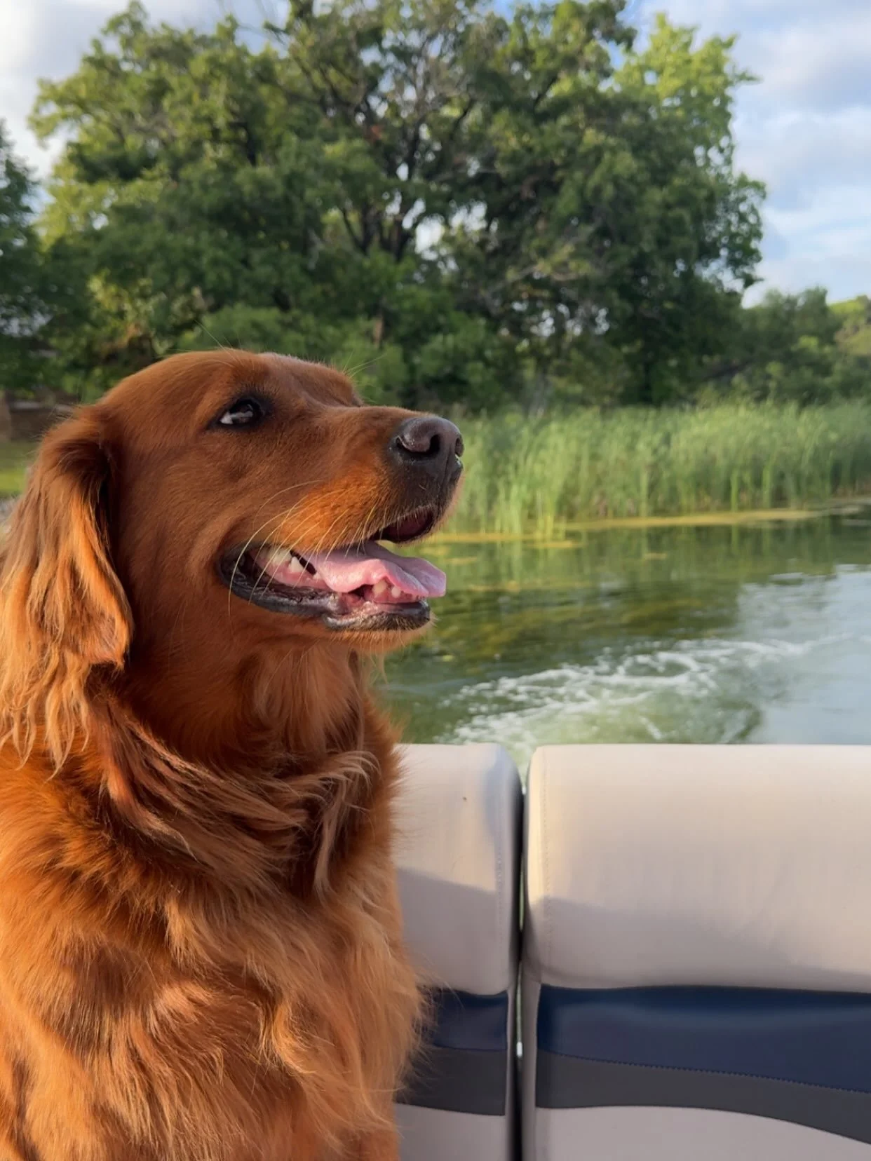 Happy national dog day to our Fetch &amp; File mascots! 🐾

Thank you for always being the unofficial worry stoned and keeping me company in the office🖤 

#nationaldogday #onlinebusinessmanager #ruralbusiness #socialmediacontent #virtualassistantlif