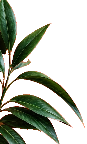 Close-up of green glossy leaves from a houseplant against a transparent background.