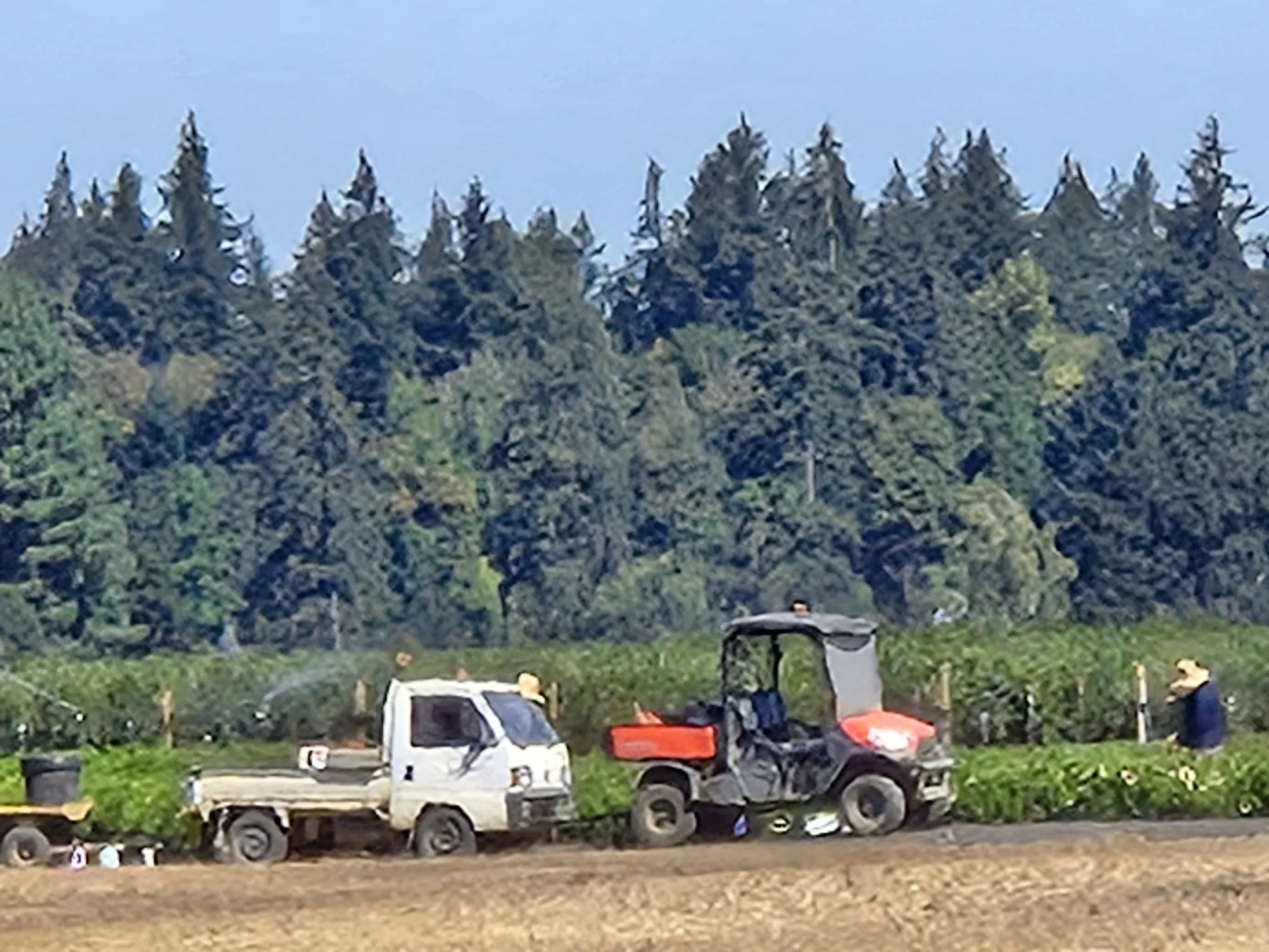 Kei truck at work at a nursery.
