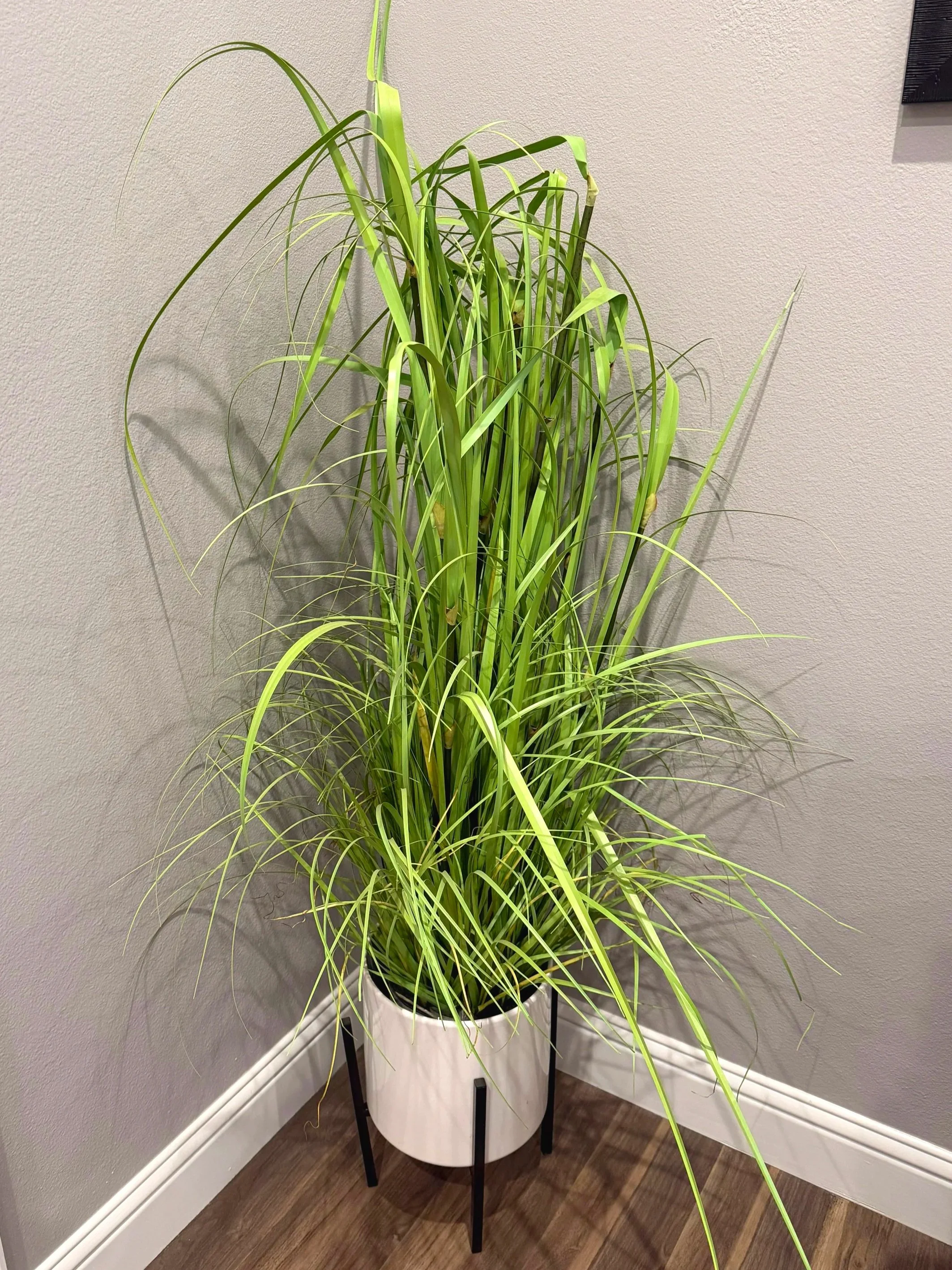 A tall green houseplant with long, narrow leaves in a white pot on a black stand, placed against a beige wall and near a corner
