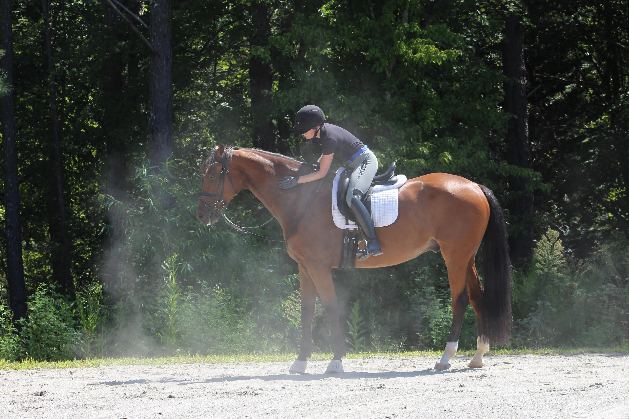 A rider wearing a black helmet and riding gear sits on a brown horse with a white saddle and reins in a wooded area with green trees in the background.