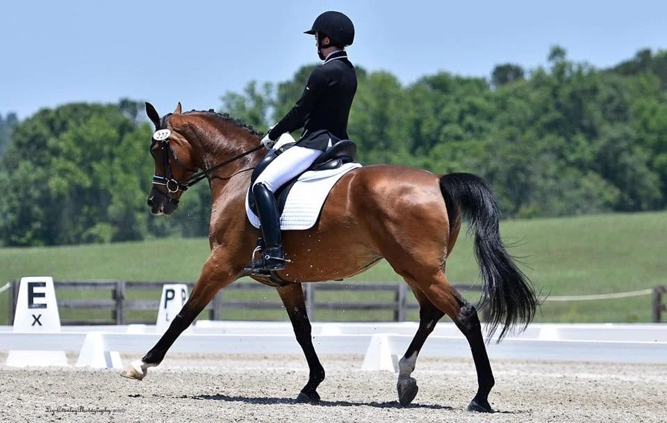 A rider in black jacket and white breeches riding a bay horse during dressage practice in an outdoor arena.