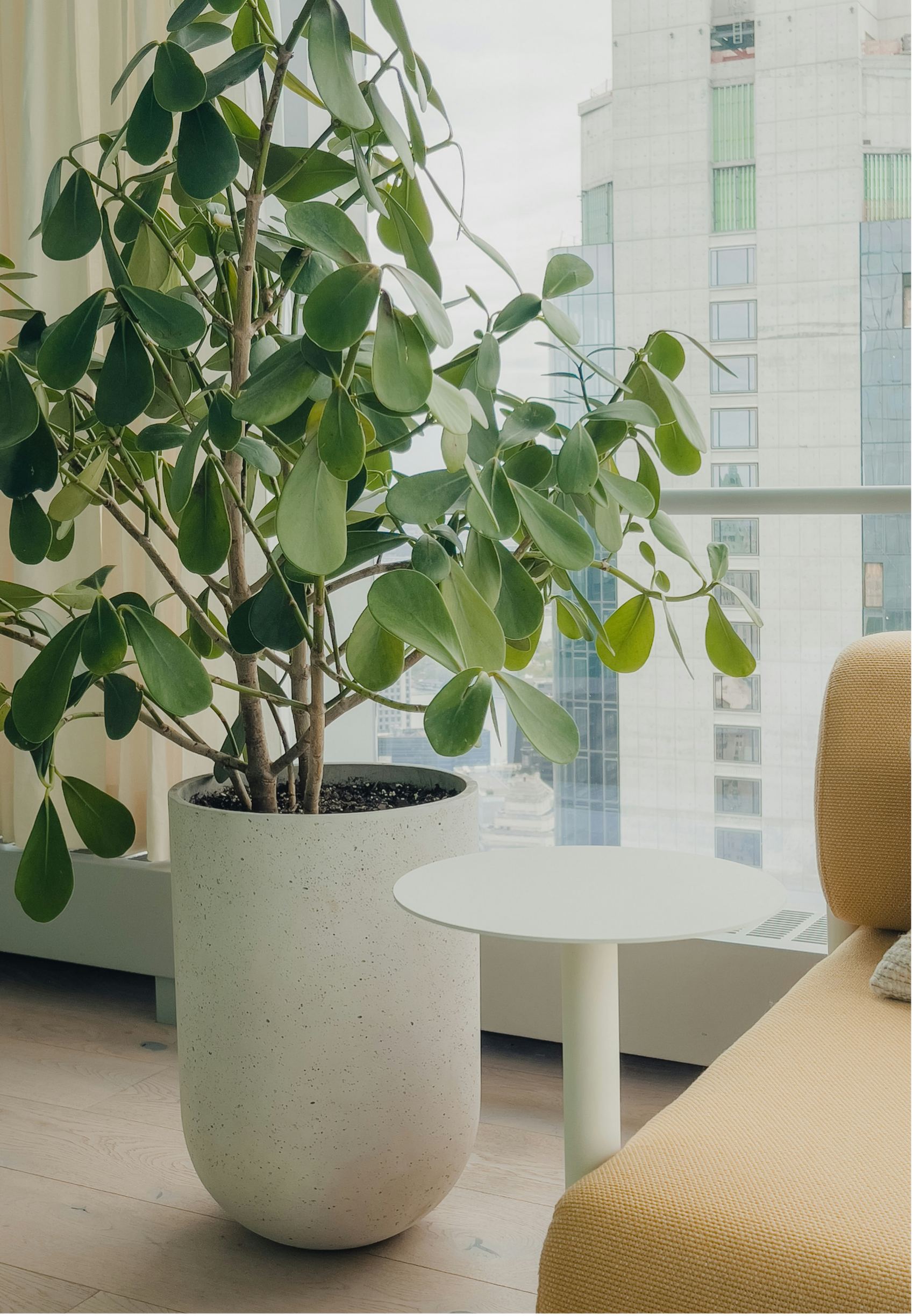 Indoor scene with a large potted plant next to a white round table, with a yellow upholstered chair nearby, and large windows showing a cityscape with tall buildings.