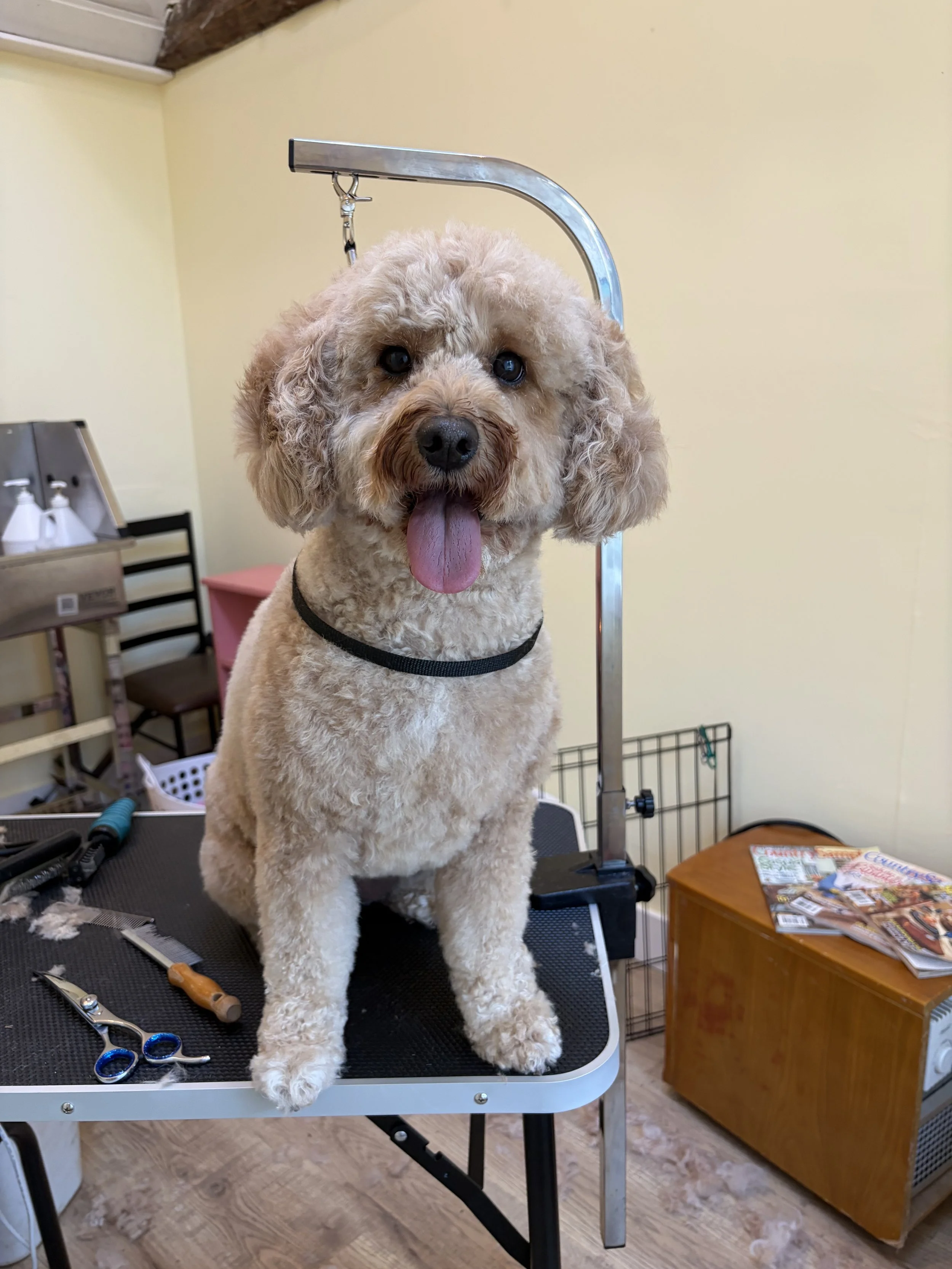 A cute, curly-haired dog with a tan coat sits on a grooming table with grooming tools scattered around. The dog is sticking out its pink tongue and looking directly at the camera. Behind it, there is a yellow wall, a pink box, and a magazine on a wooden side table.