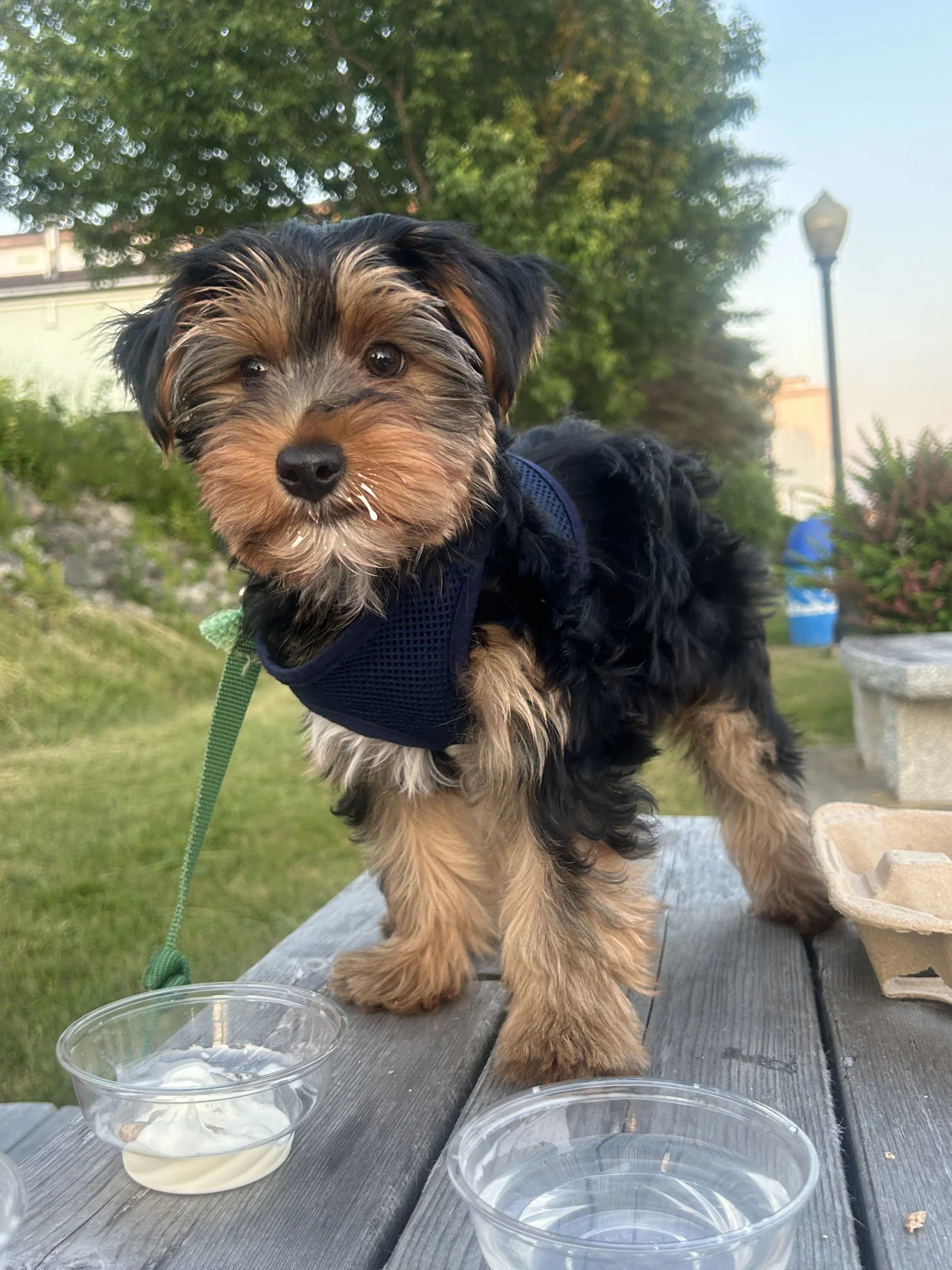 A small puppy with black and brown fur standing on a wooden picnic table beside a cup of whipped cream or yogurt, outdoors with green trees and a lamppost in the background.