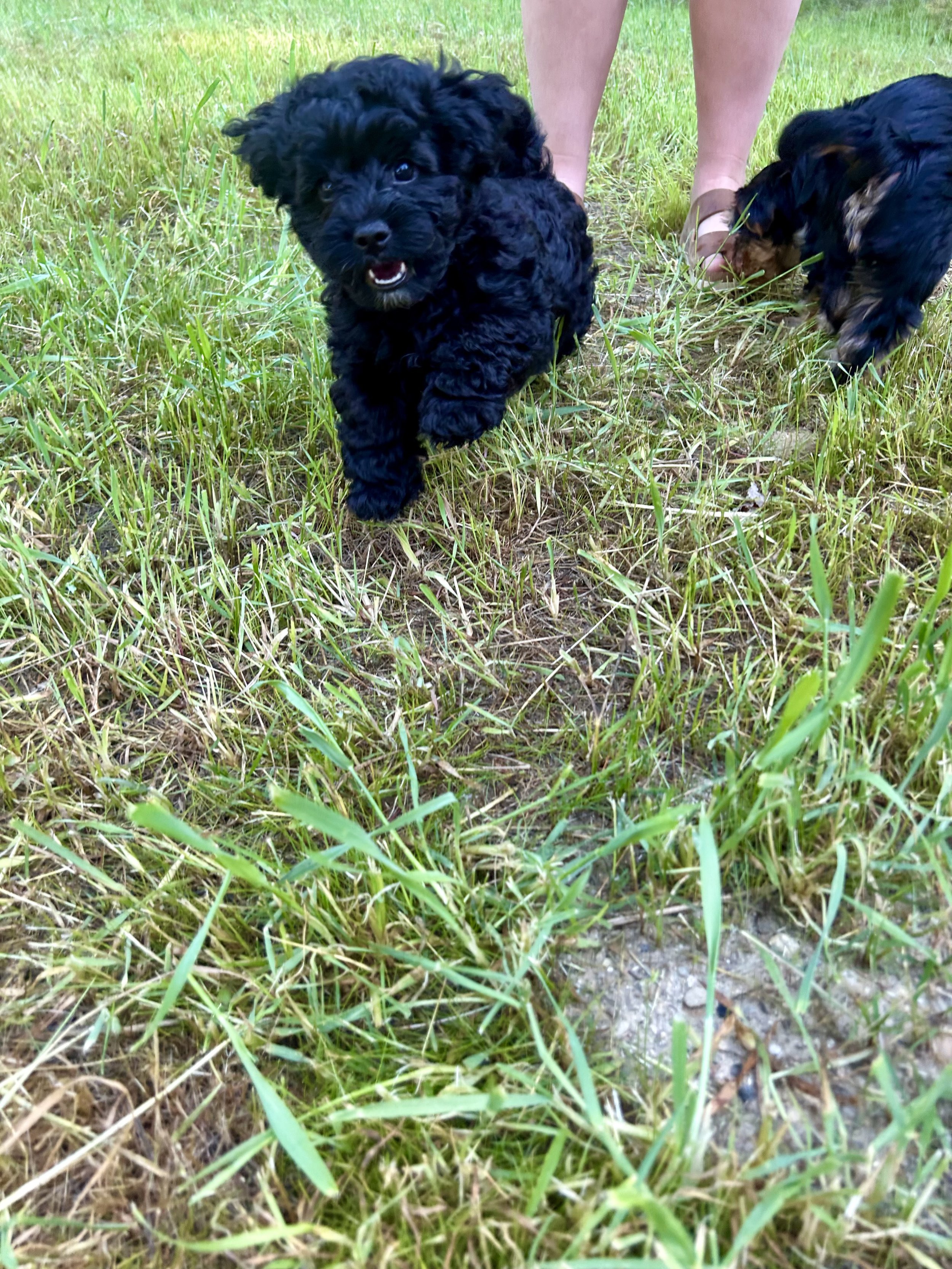 A black puppy running on green grass with a person's legs visible in the background.