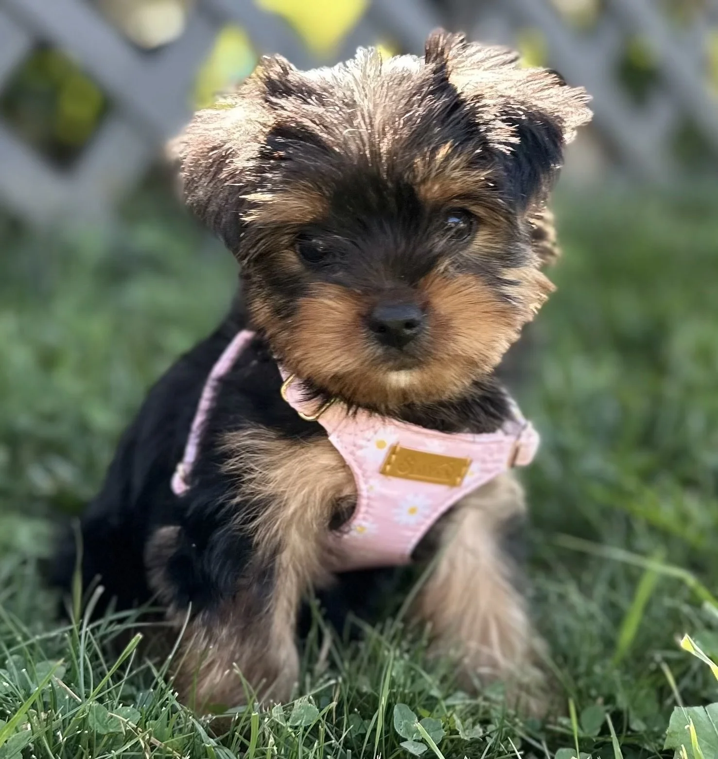 A small puppy with black and tan fur sitting on green grass, wearing a pink harness with white flowers and a gold-colored tag.