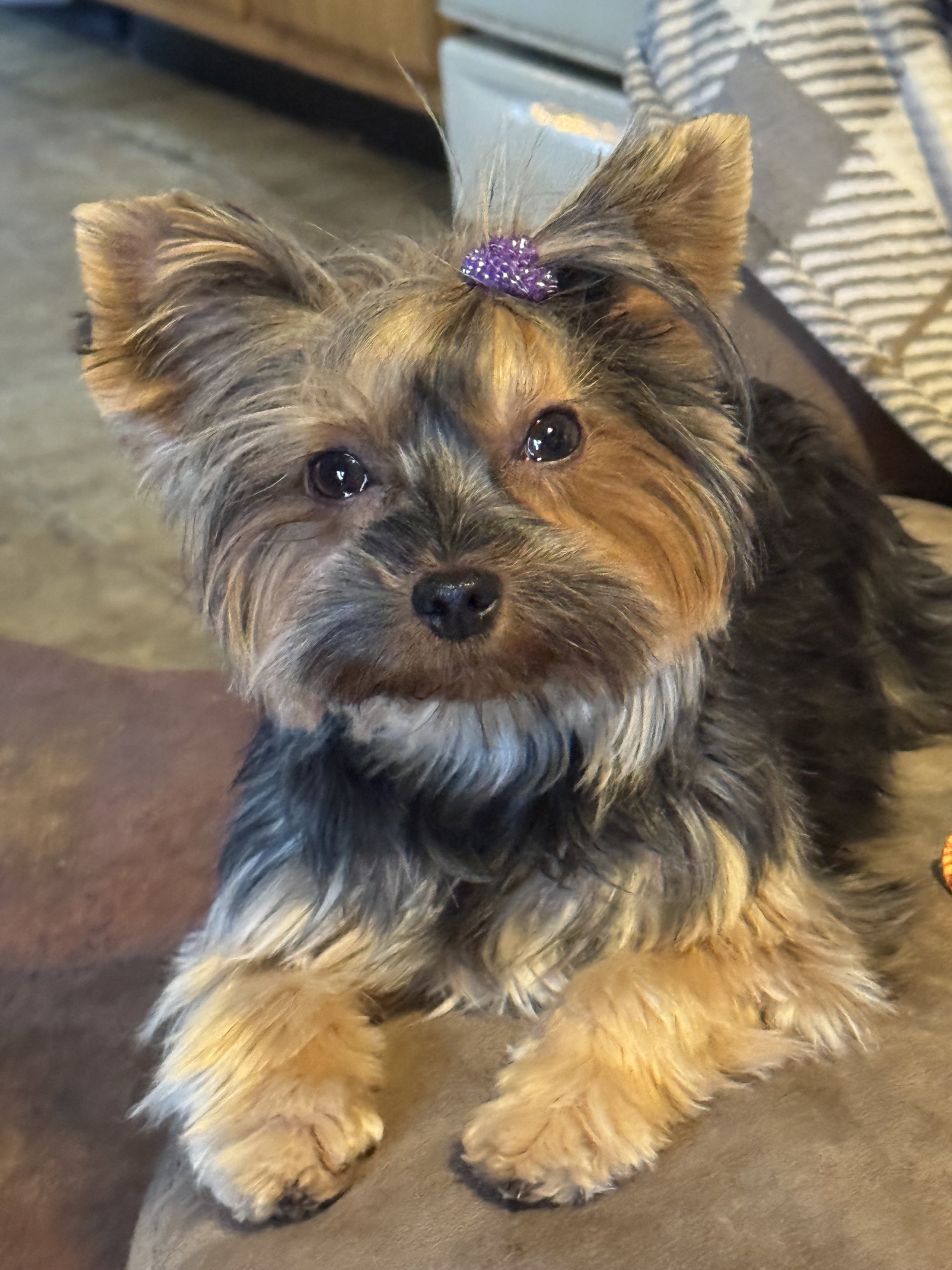 A small dog with long, fluffy fur, wearing a purple hair bow, sitting indoors on a brown surface.