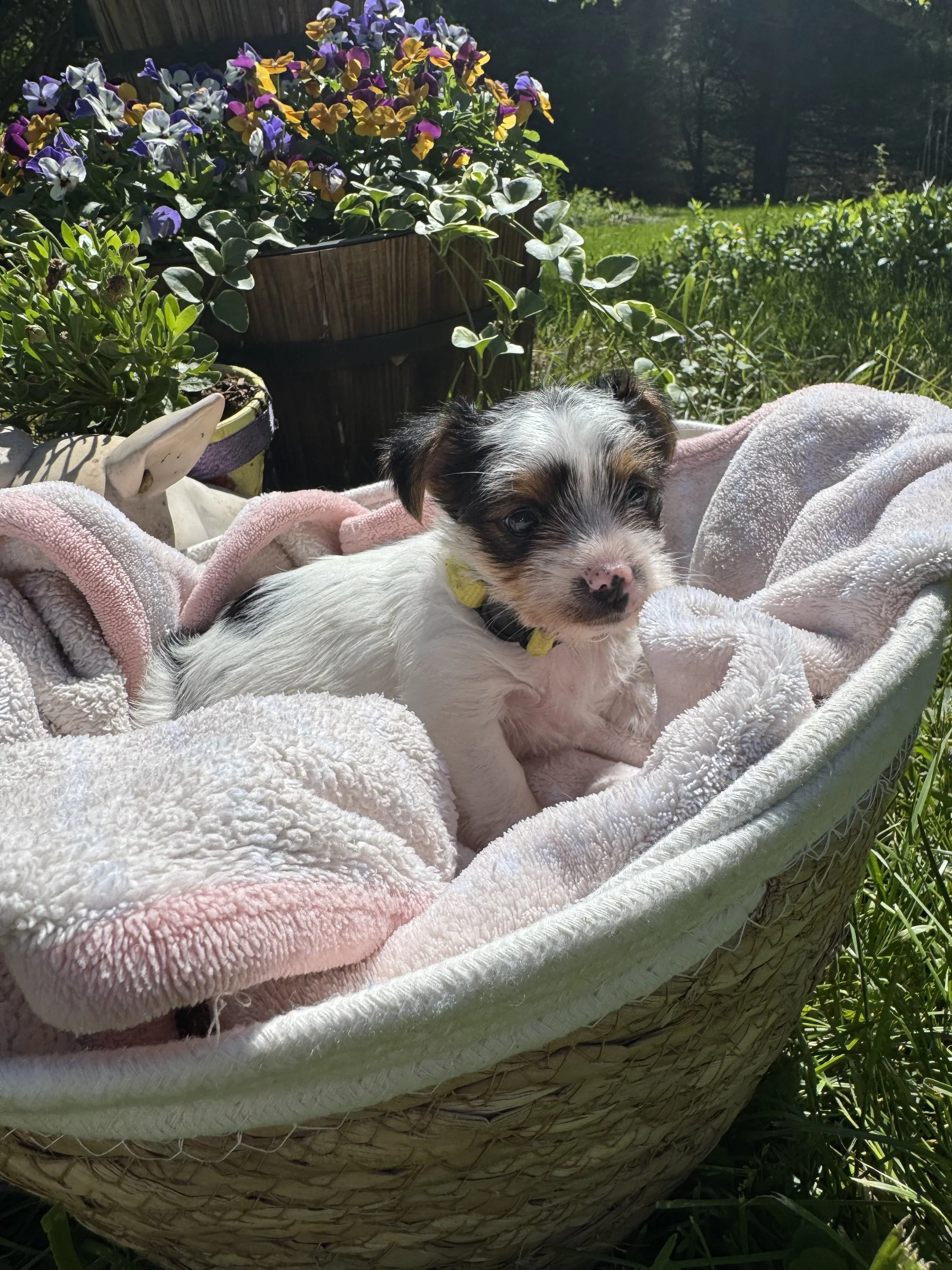 A small puppy lying on a pink towel inside a woven basket outdoors. There are purple, yellow, and white flowers in a dark pot behind the basket, and green grass and trees in the background under sunlight.