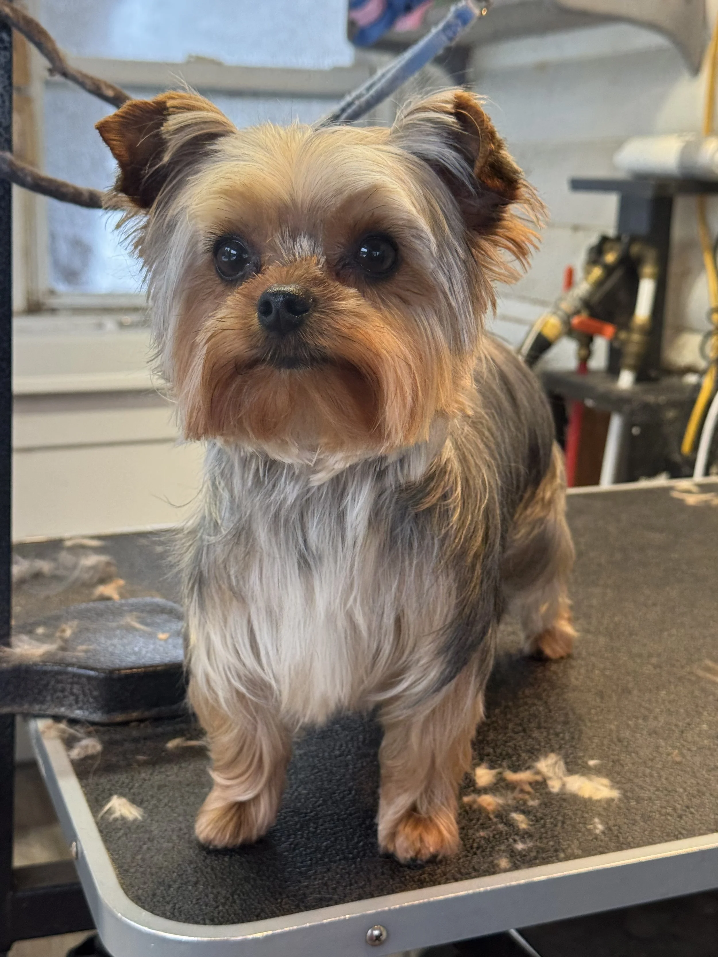 Small dog with tan, black, and gray fur, standing on a grooming table, looking at the camera with shiny eyes and slightly floppy ears, in a grooming or veterinary setting.