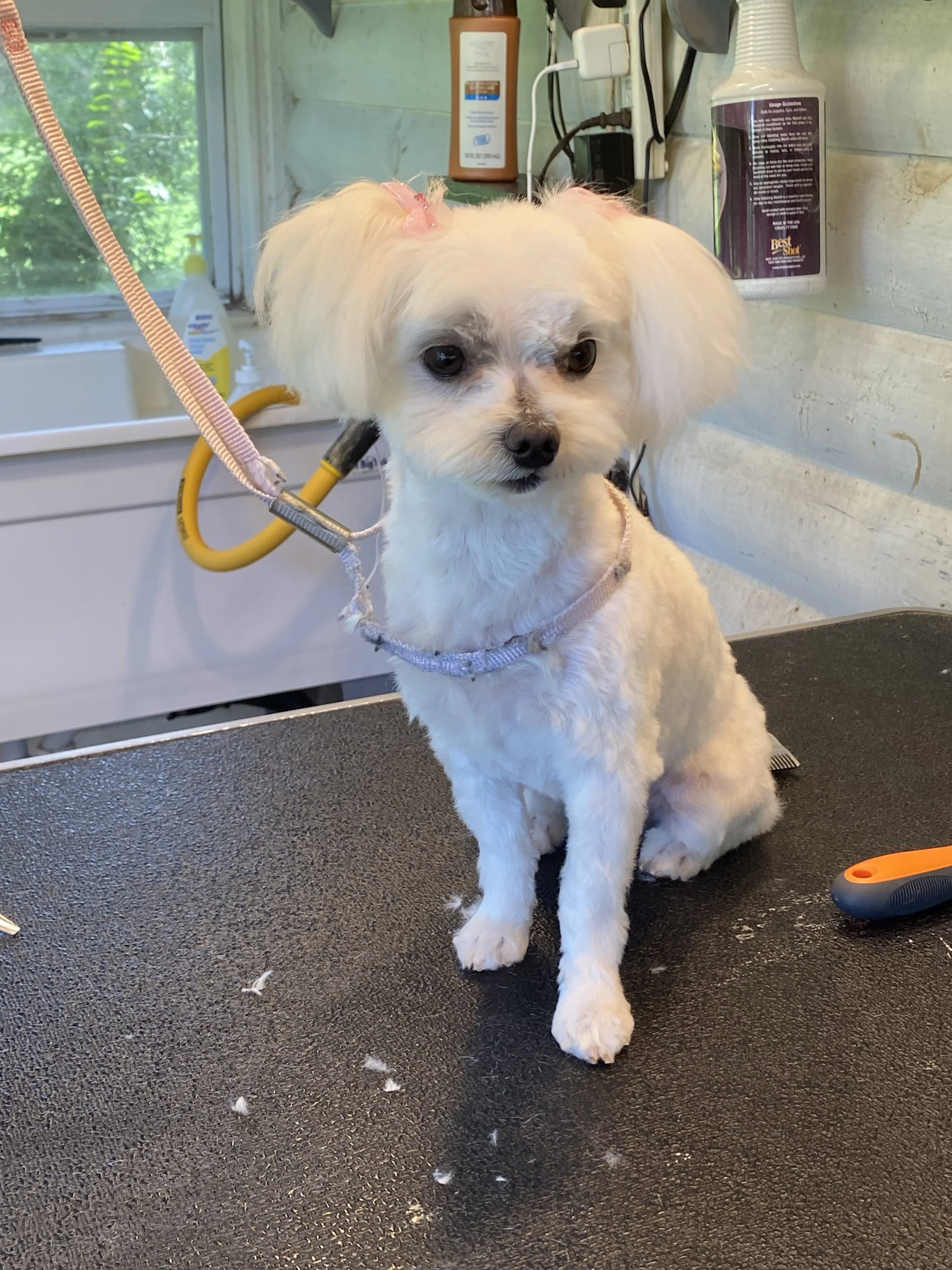 A white dog with fluffy ears sits on a black grooming table inside a grooming salon with a window in the background showing green trees. The dog is looking directly at the camera with dark eyes and has a pink bow on its head. Pet grooming tools and supplies are visible on the wall behind.