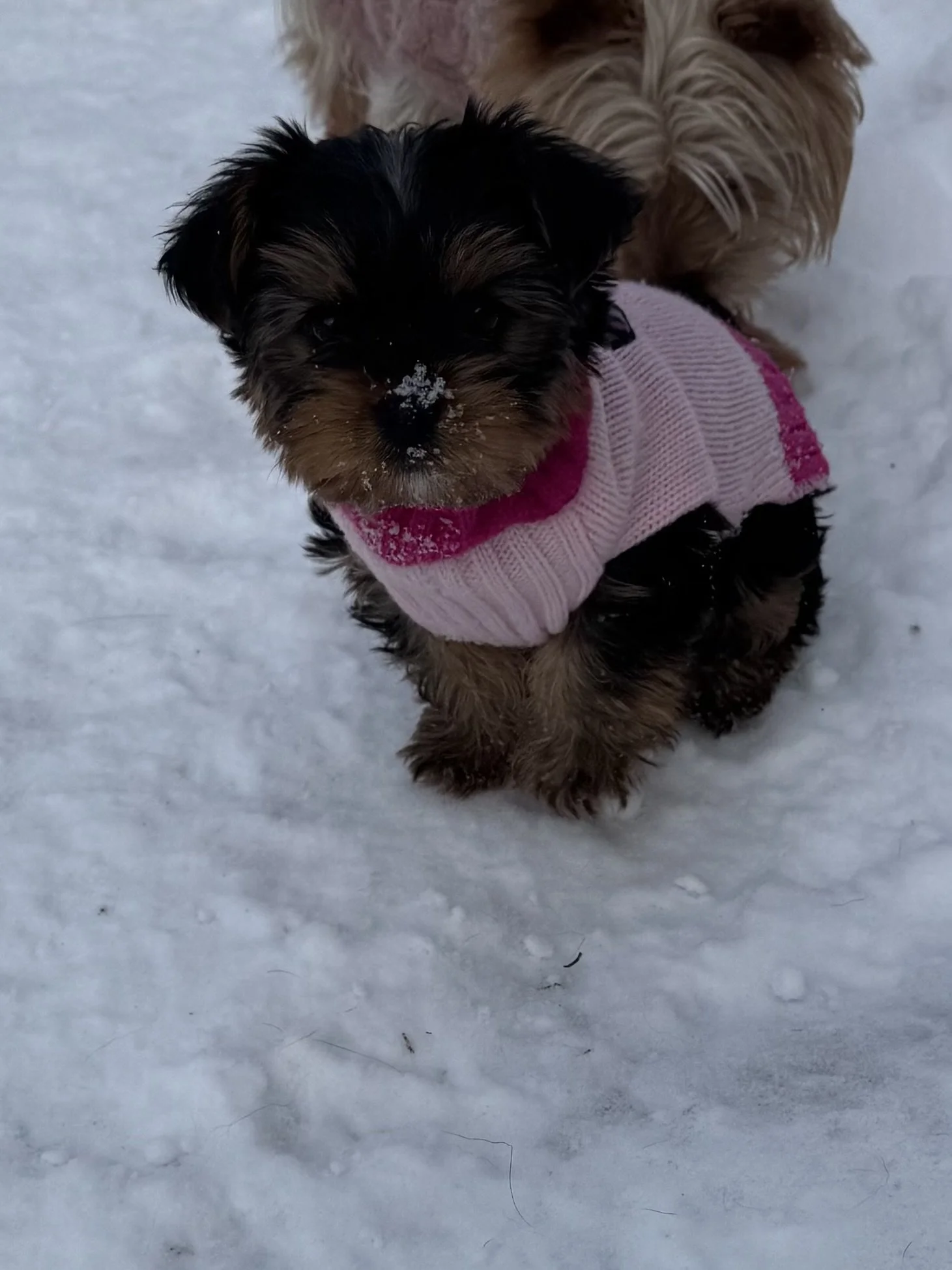 A small puppy wearing a pink sweater standing on snow with some snow on its nose, with another light-colored puppy behind it.