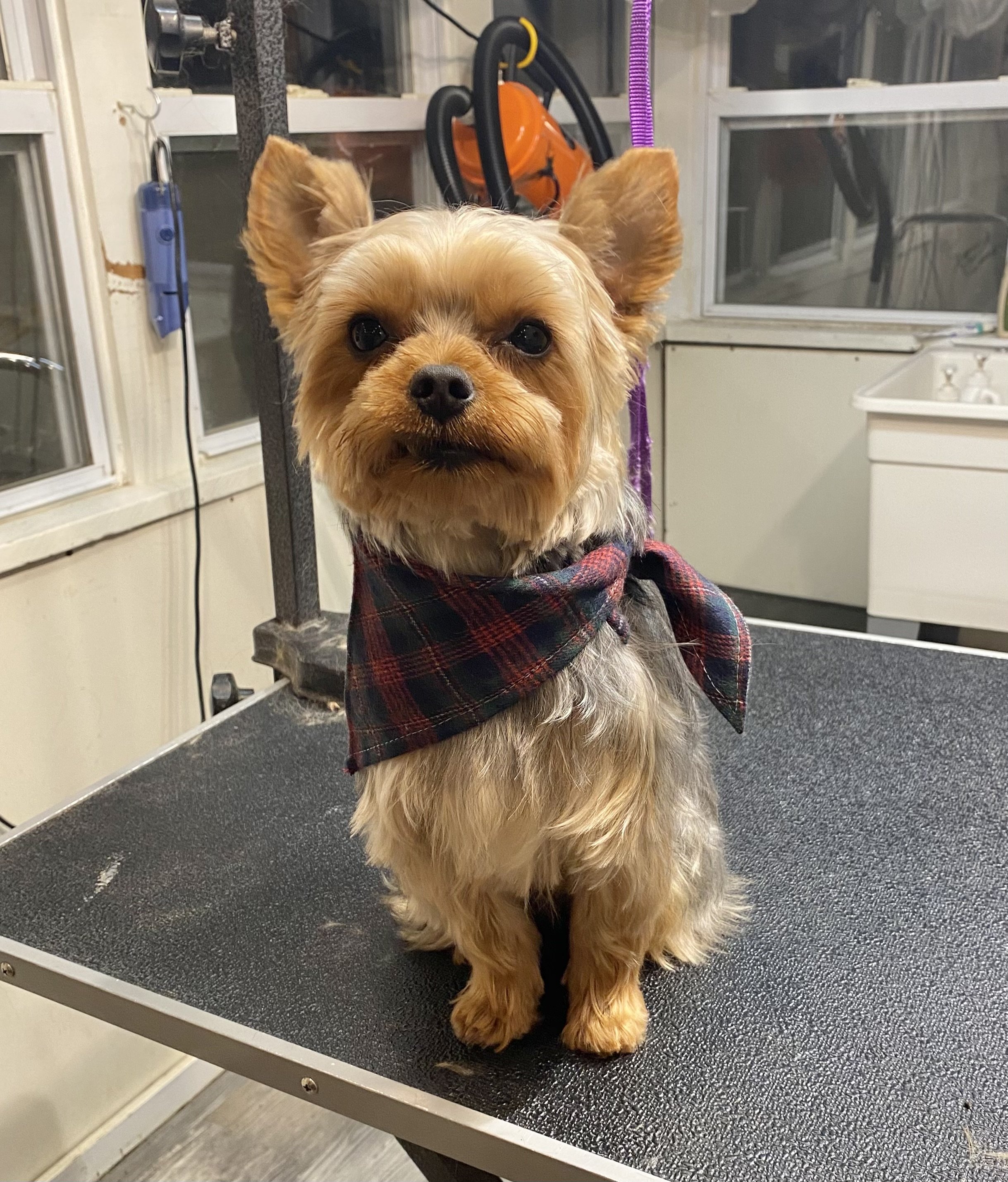 Close-up of a small dog, possibly a Yorkshire Terrier, with tan and light brown fur, sitting on a grooming table. The dog is wearing a dark plaid bandana around its neck and has large, dark eyes and erect ears. The background shows grooming equipment, a window, and a white sink in a grooming salon.