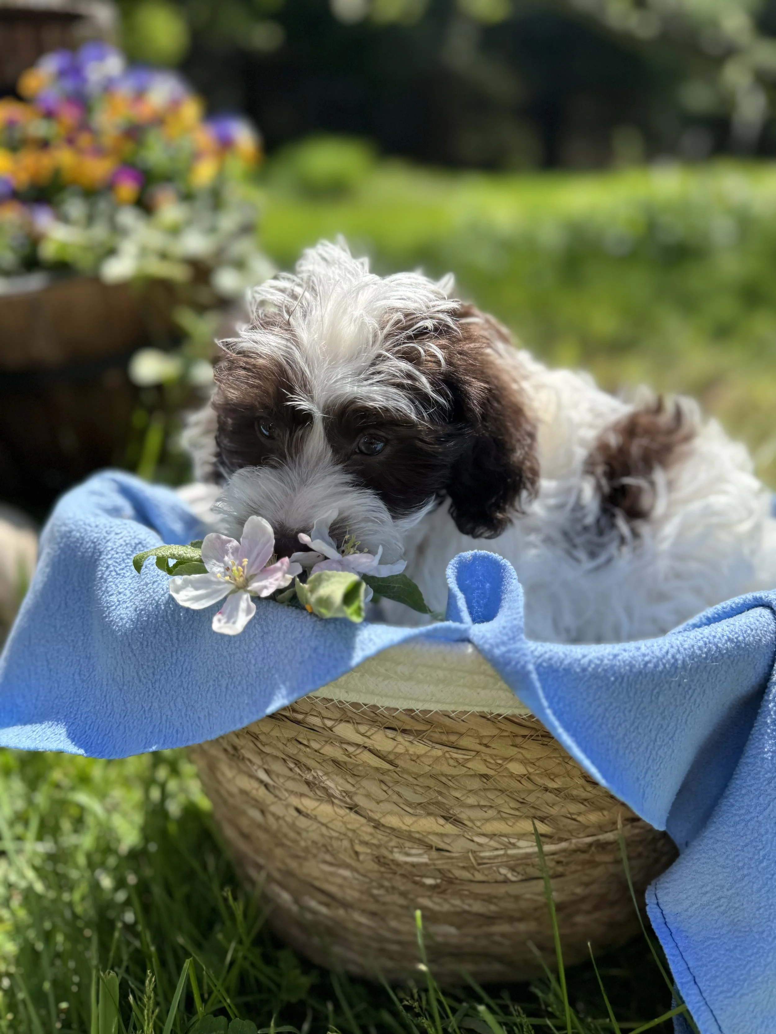 A cute puppy with curly brown and white fur lying in a basket, surrounded by flowers and greenery outdoors.