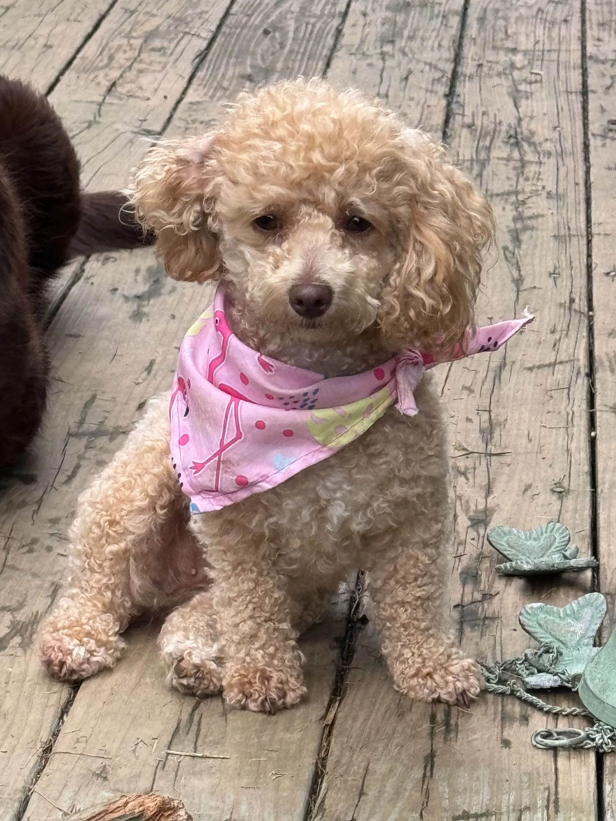 A fluffy beige poodle puppy wearing a pink bandana with colorful designs, sitting on a wooden deck, with a small decorative birdbath on the right side.