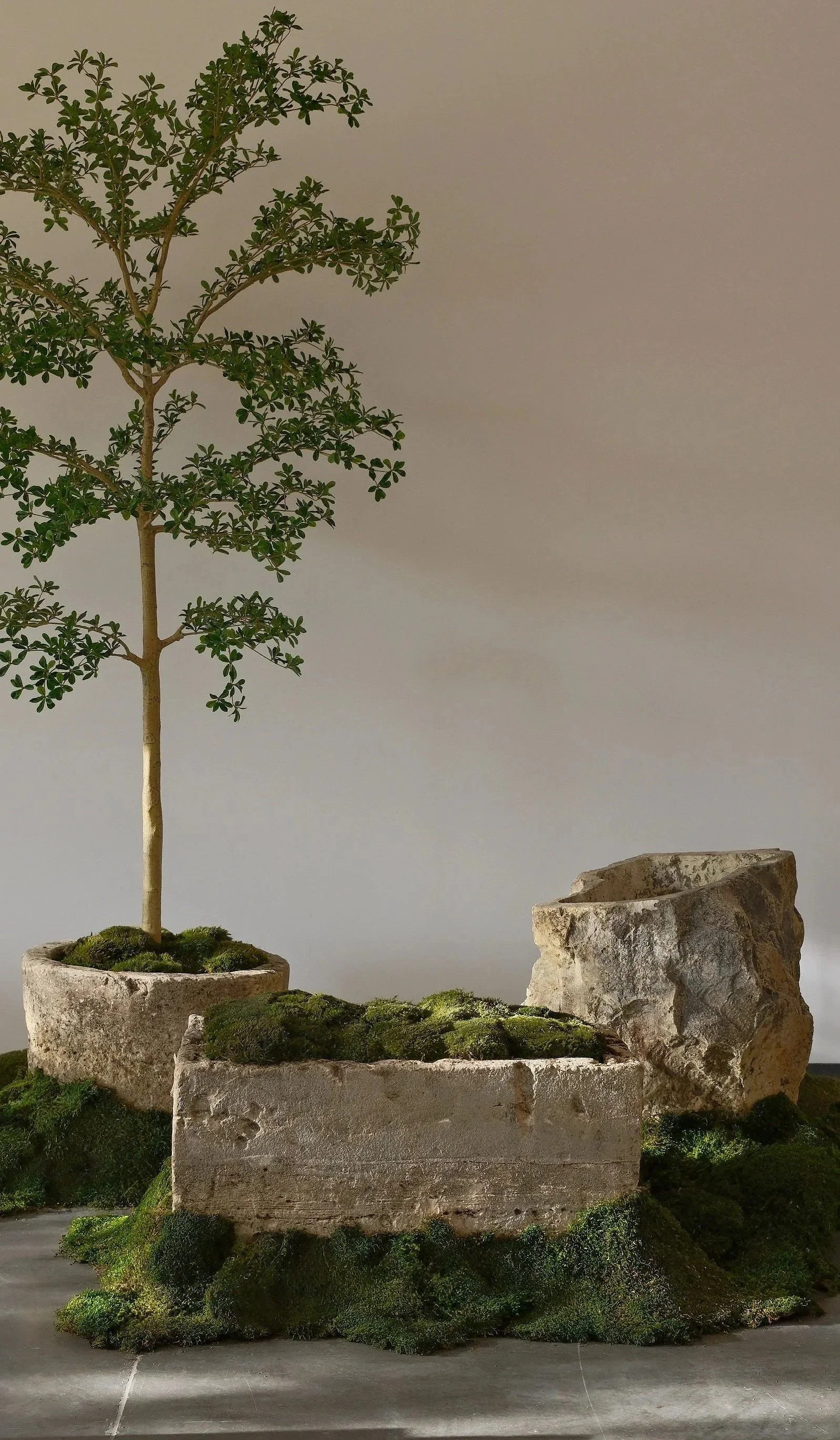 A small green tree in a white planter with moss on the soil, placed on an illustrated mossy base, with rocks nearby, against a plain background.