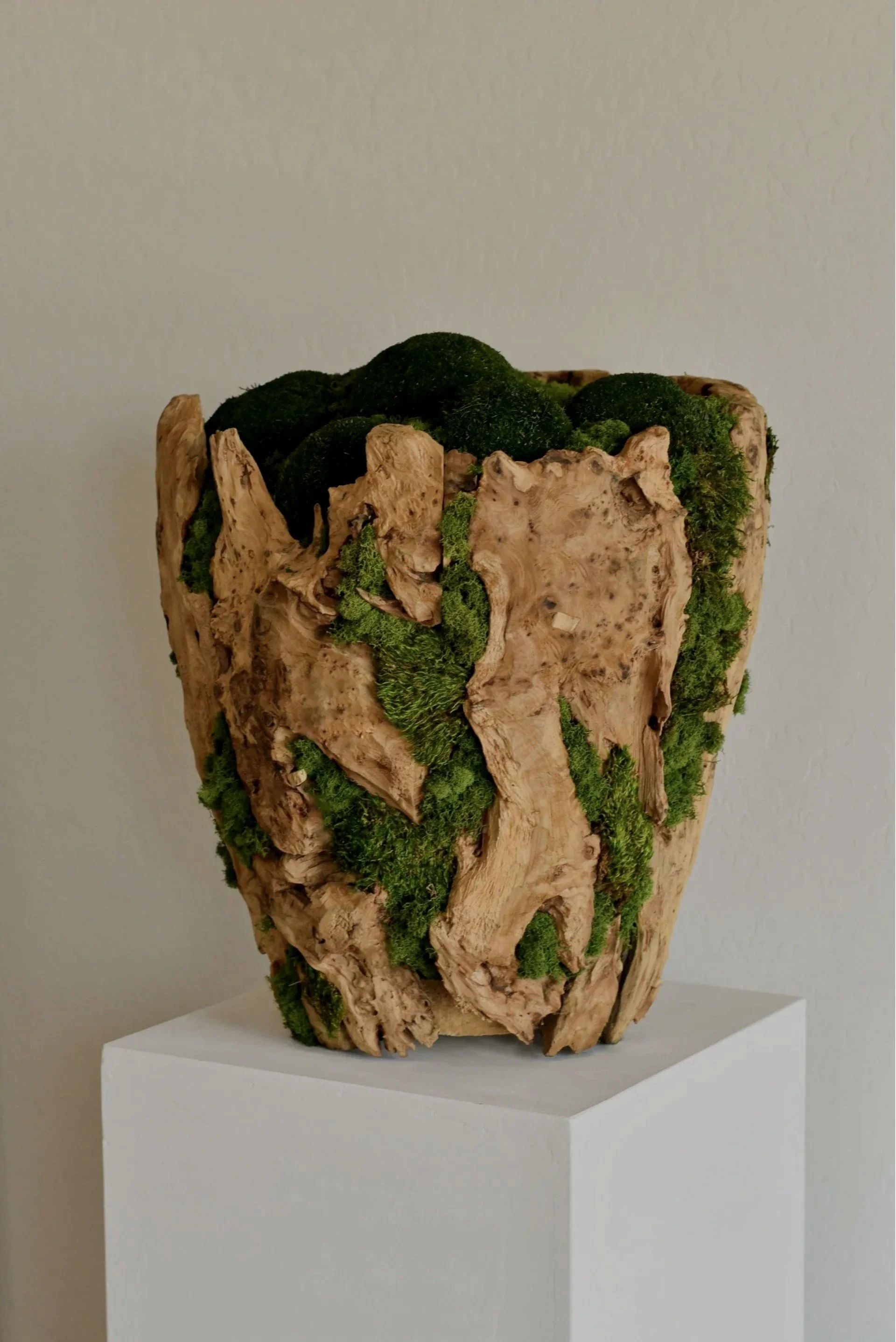 Sculptural driftwood planter covered with green moss on a white pedestal