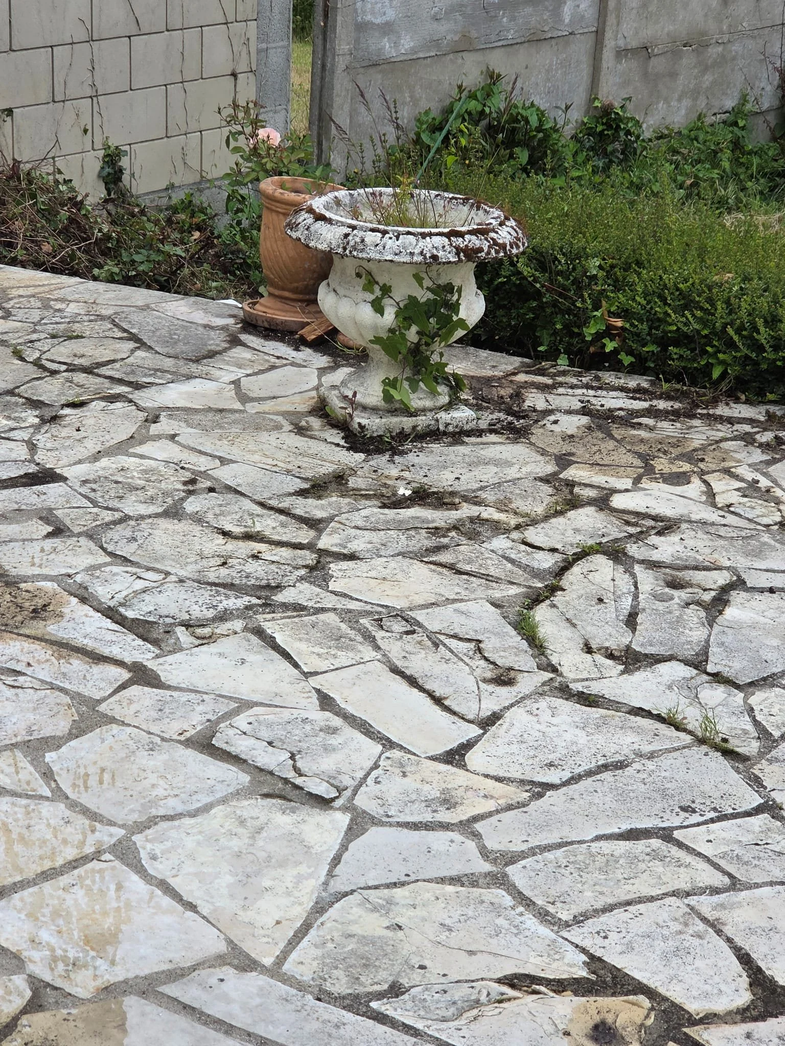 Deux pots en terre cuite, un avec une plante verte grimpante et un autre avec une fleur rose, posés sur un sol en pierre devant un mur en béton et des buissons verts.