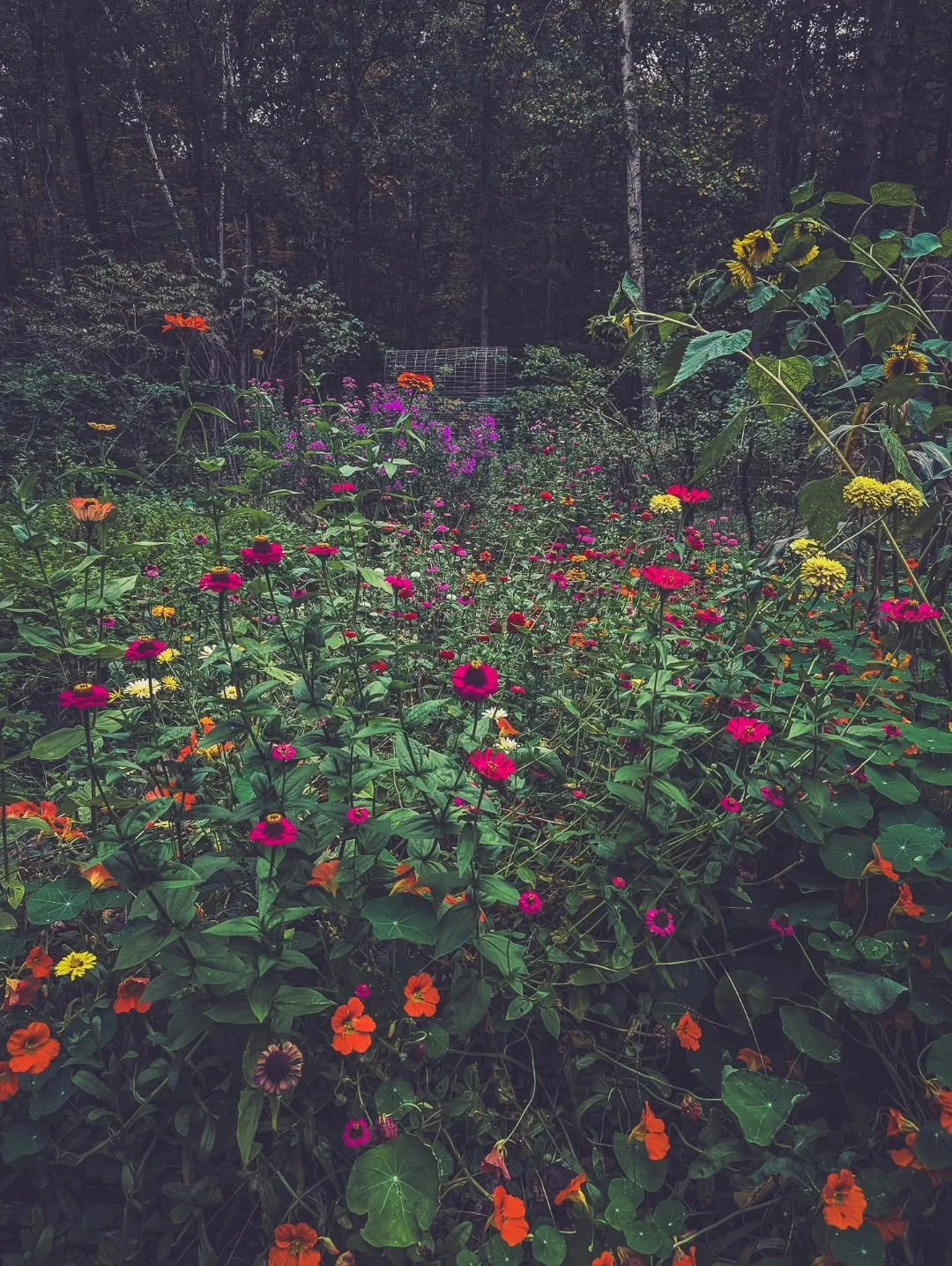 Last year this garden was a mess, neglected, nothing planted. In the moment I didn't realize I was having such a hard time transitioning to the season of mother. In the moment it felt hard but good. But I felt like I was dropping so many balls, I jus