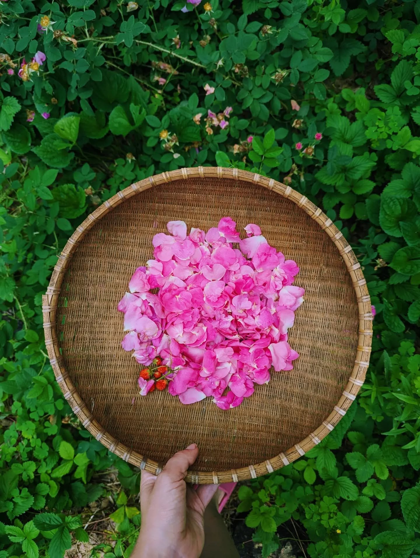 🌕 I hope last night's full moon found you 🌕

I hope the trees and the plants and the leaves know your face and your voice and your spirit.

I hope you have the time and space to rest by a river or a lake or a sprinkler.

I hope the sun lets you lie