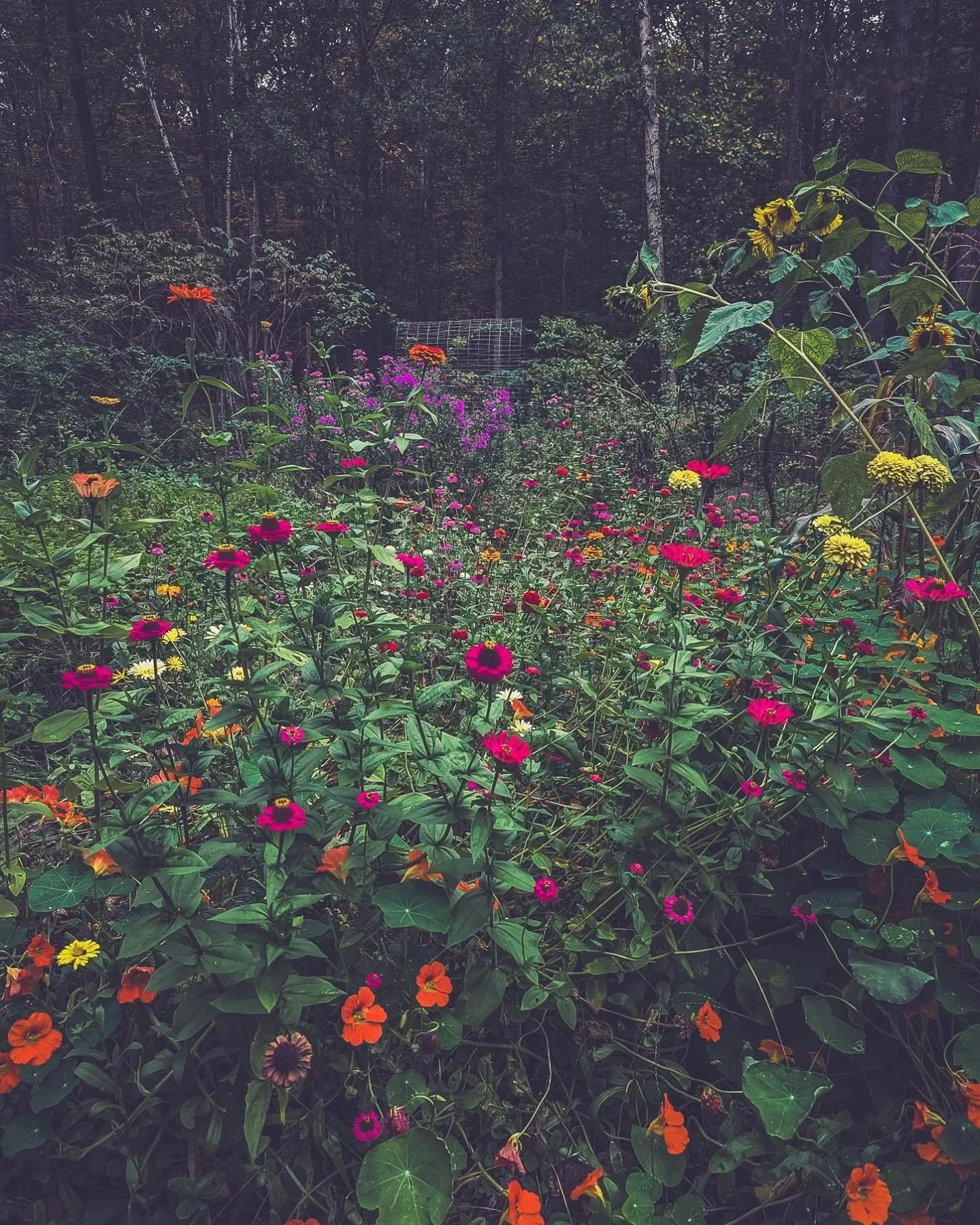 Autumn chaos in the garden 🌼 my favorite garden season when everything is leggy and wild, half dying half thriving, when the flowers begin to match the leaves on the trees and I don't have to hide from the mosquitoes. And a gentle autumn rain to top