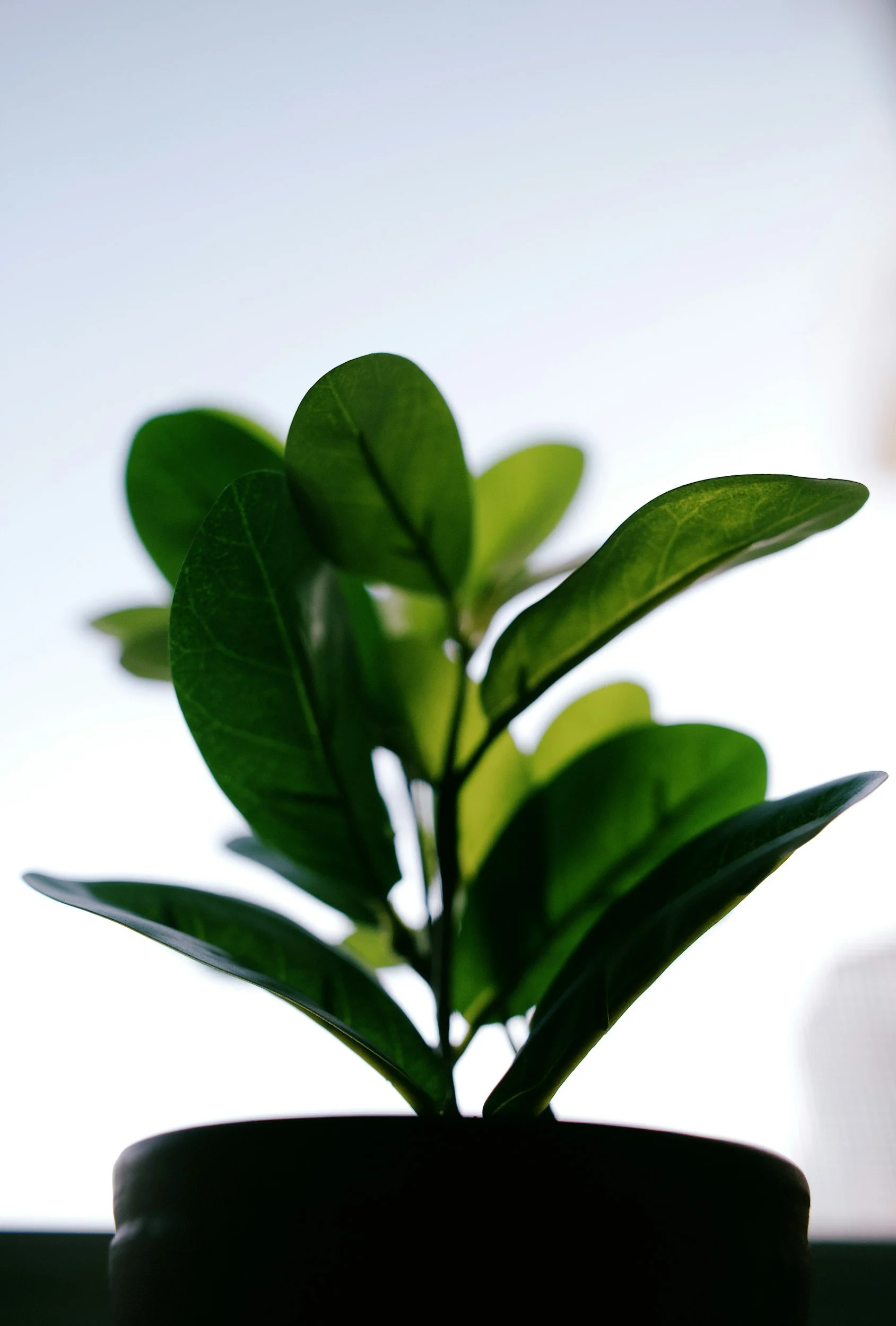 A potted plant with dark green leaves against a bright, overexposed background.