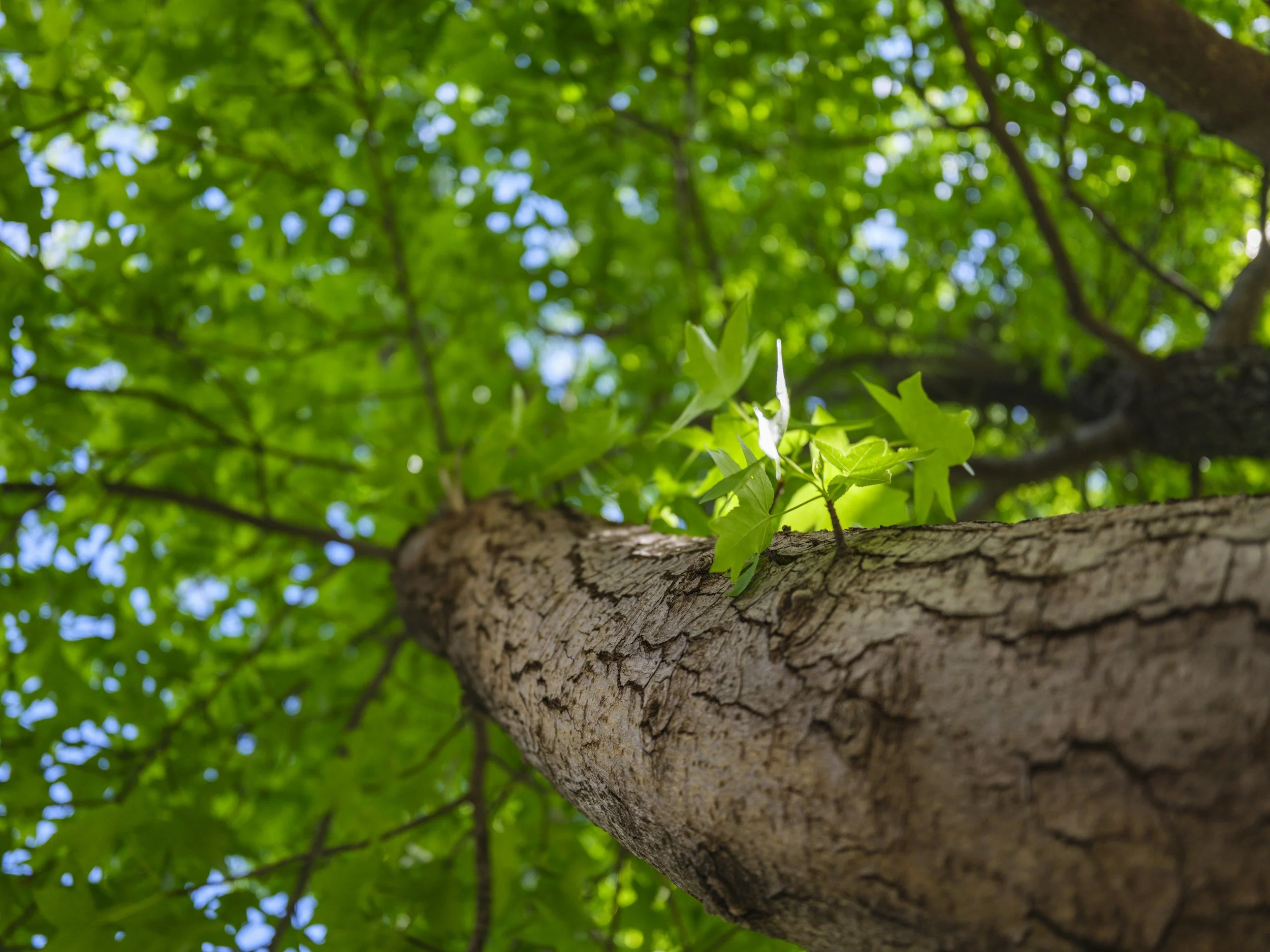 Looking up at a tree trunk with green leaves and branches overhead, sunlight filtering through.