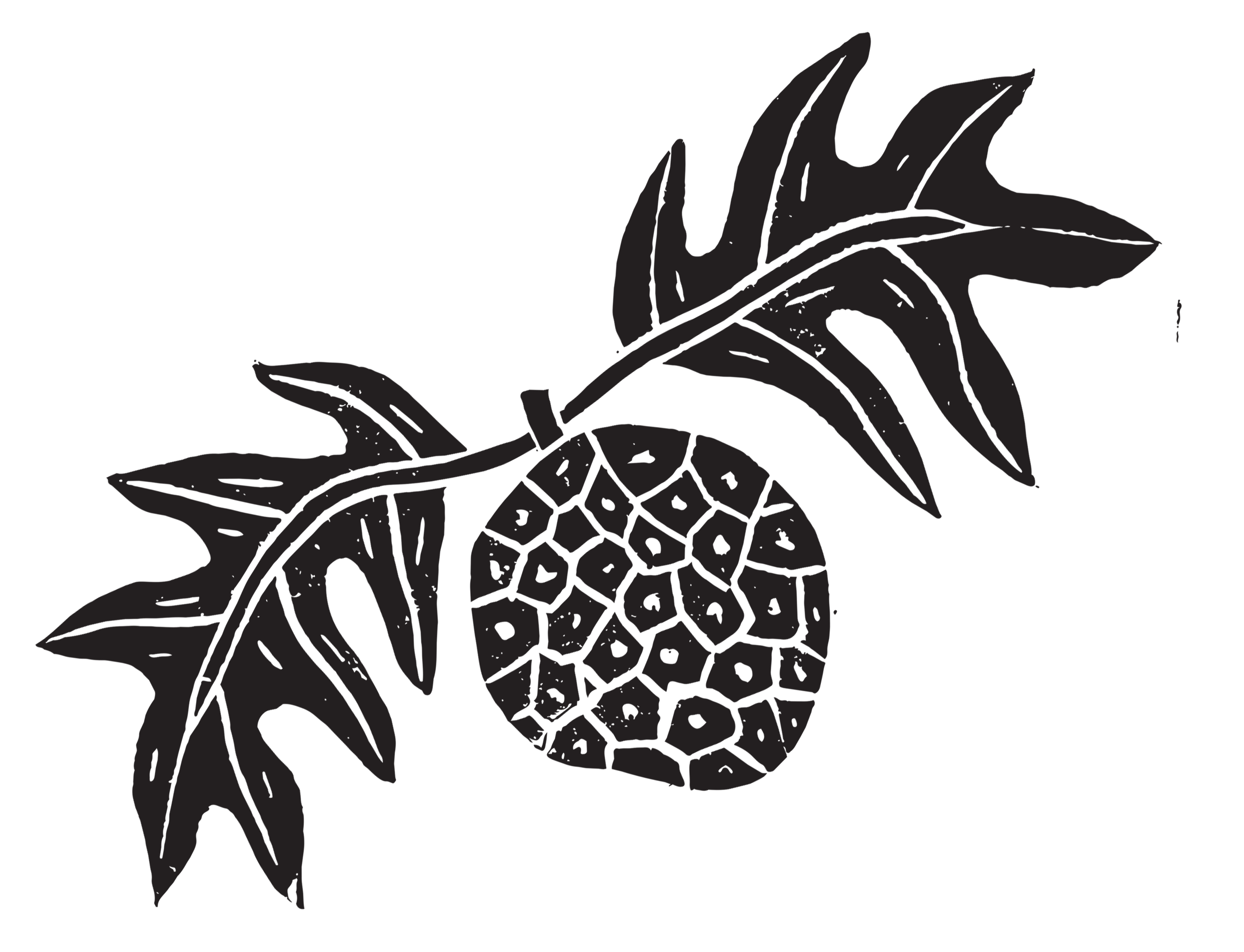 Black and white outline drawing of a pineapple with leaves.