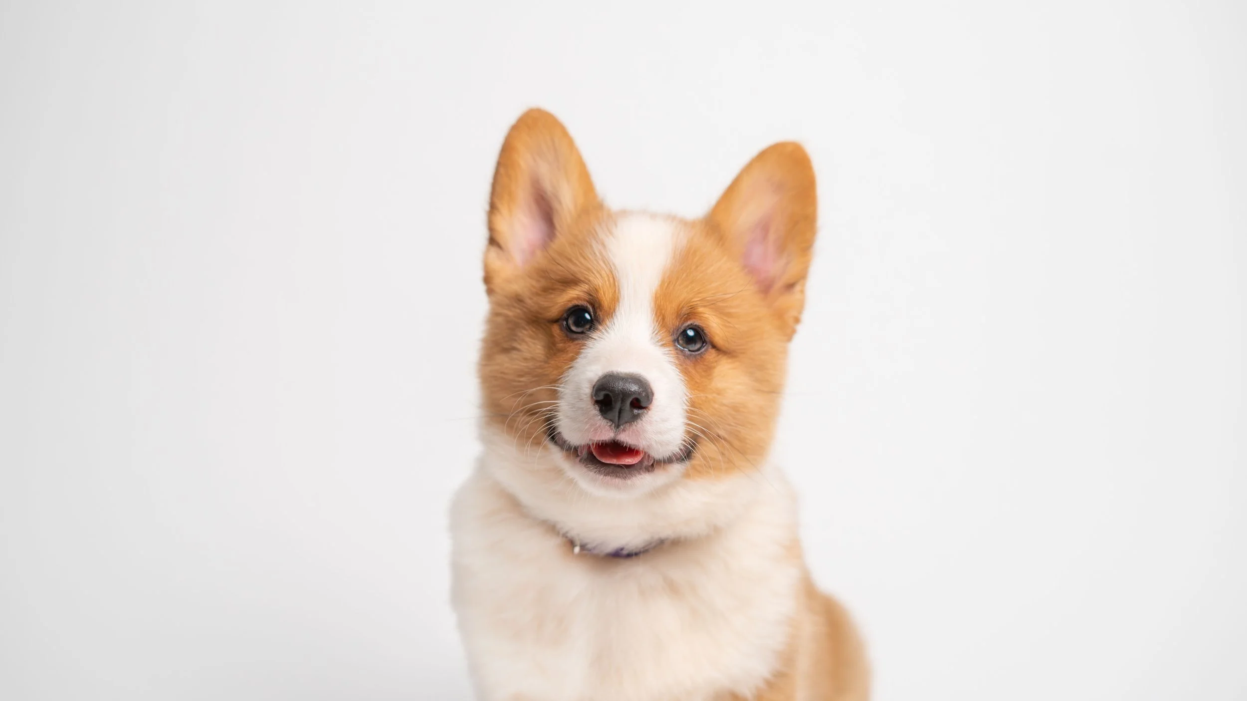 Pet Portraits